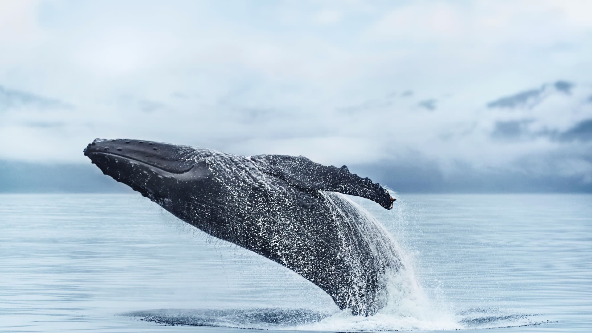 Humpback Whale breaching backwards in Alaska with a glacier in the background.