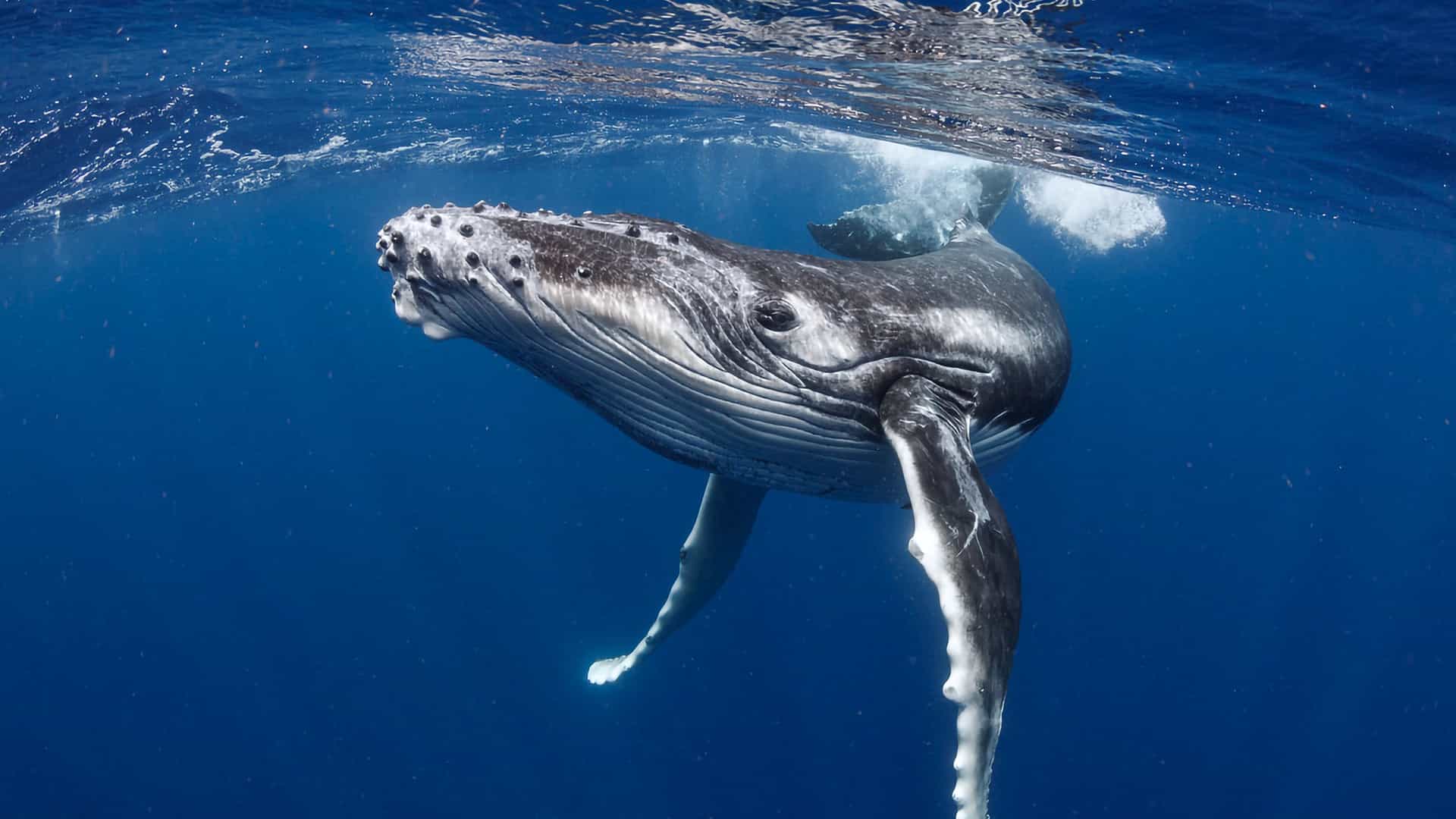 Humpback Whale under the bright blue ocean.