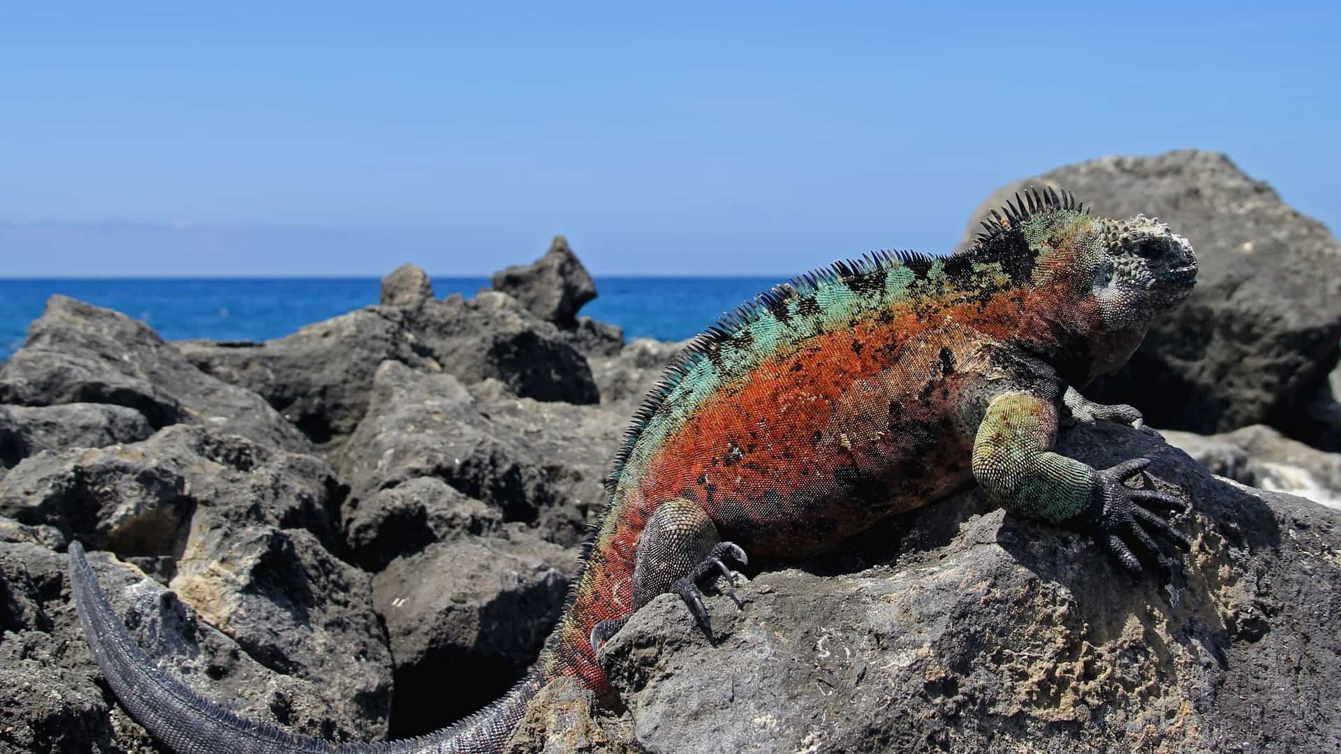 Galapagos land iguana on rocks.