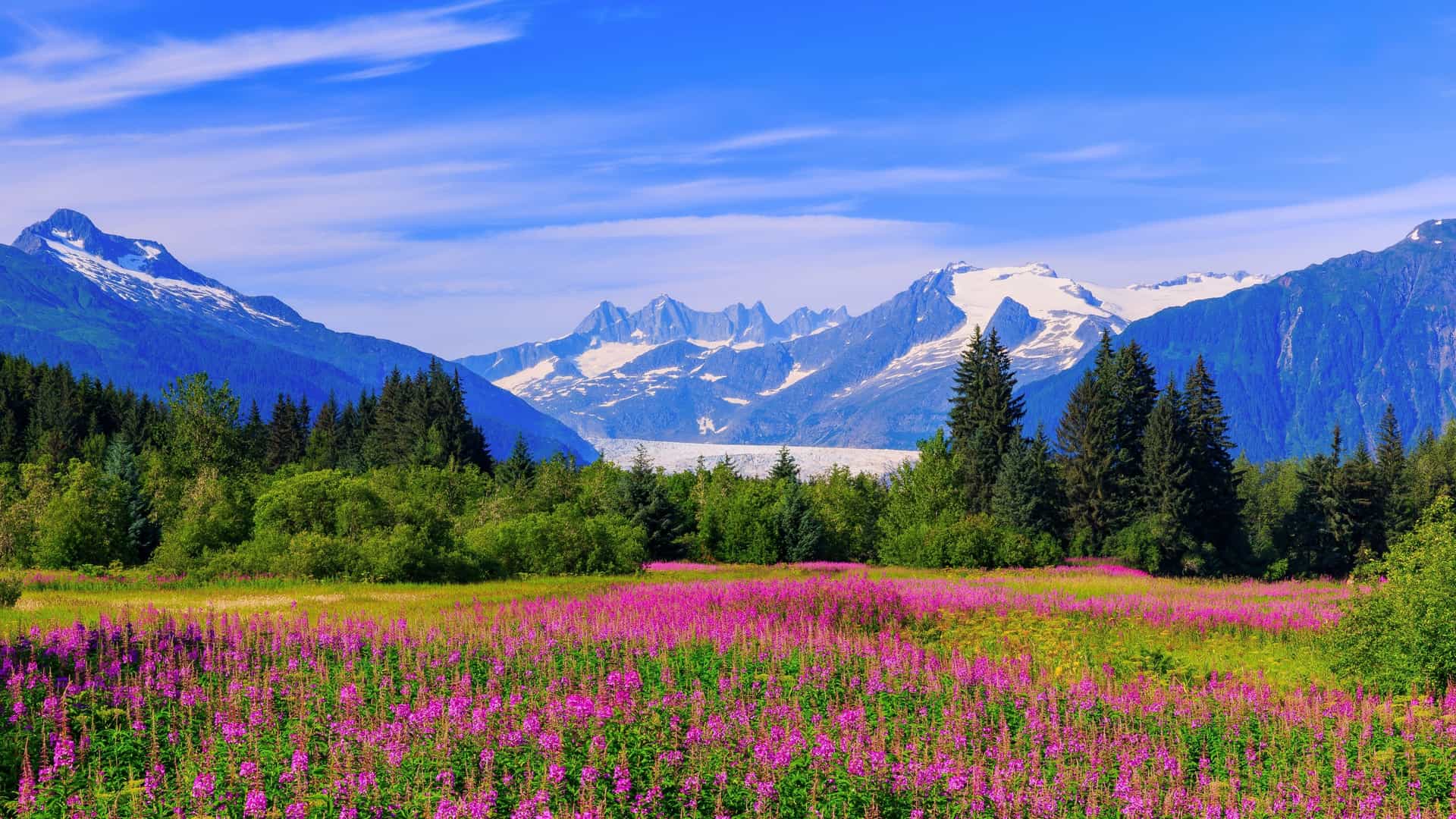 A vibrant landscape photograph of a meadow filled with purple fireweed wildflowers in the foreground. Beyond the flowers is a dense forest of evergreen and deciduous trees. In the background, majestic snow-capped mountains rise under a clear blue sky with light wispy clouds.