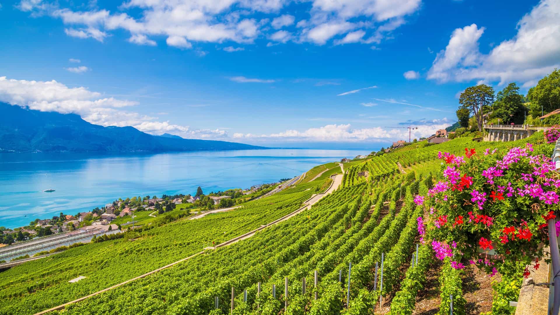 Avaux Vineyards and Lake Geneva with mountains in Switzerland.