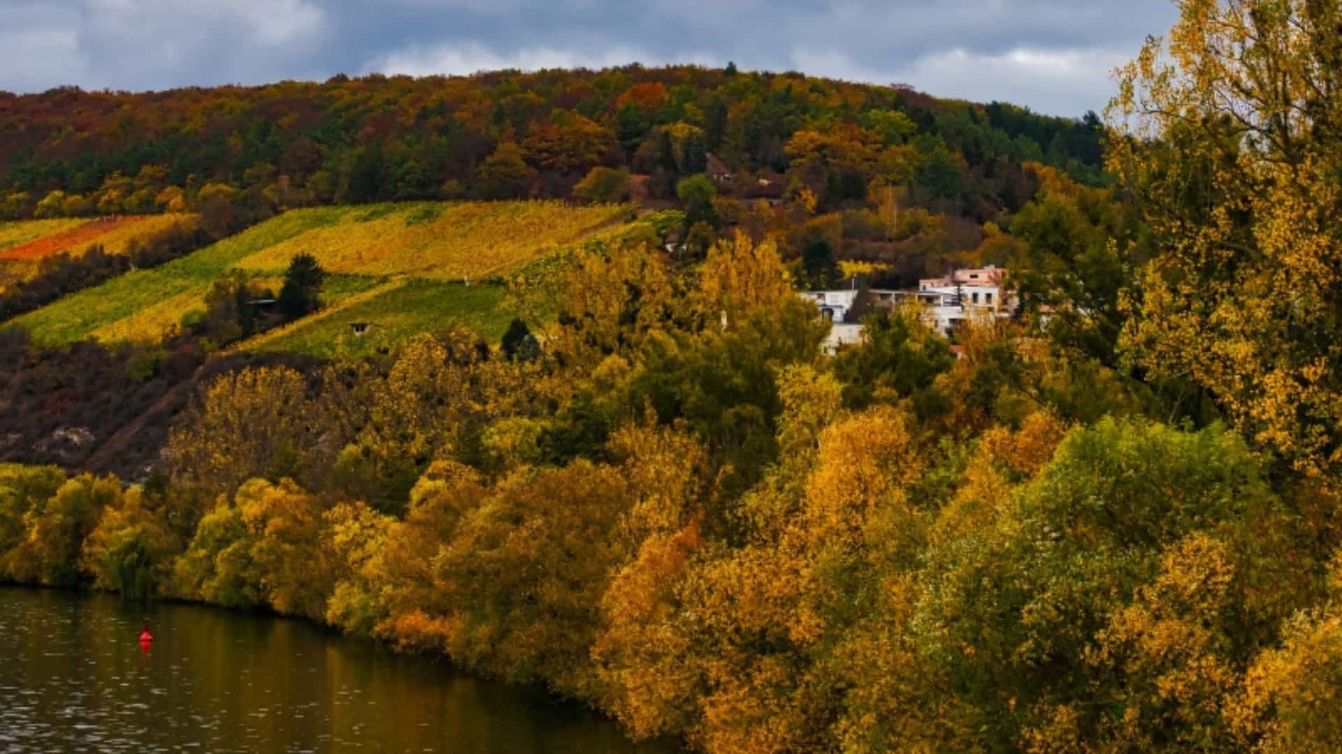 An autumn view of a vineyard in the Franconia region of Germany. A hillside is covered in rows of grapevines in vibrant shades of yellow and gold. Below the vineyard, a line of trees with yellow and orange leaves borders the calm, dark waters of the Main River. In the distance, a small building is nestled among the trees. The sky is filled with dark, dramatic clouds, creating a moody and picturesque fall scene.
