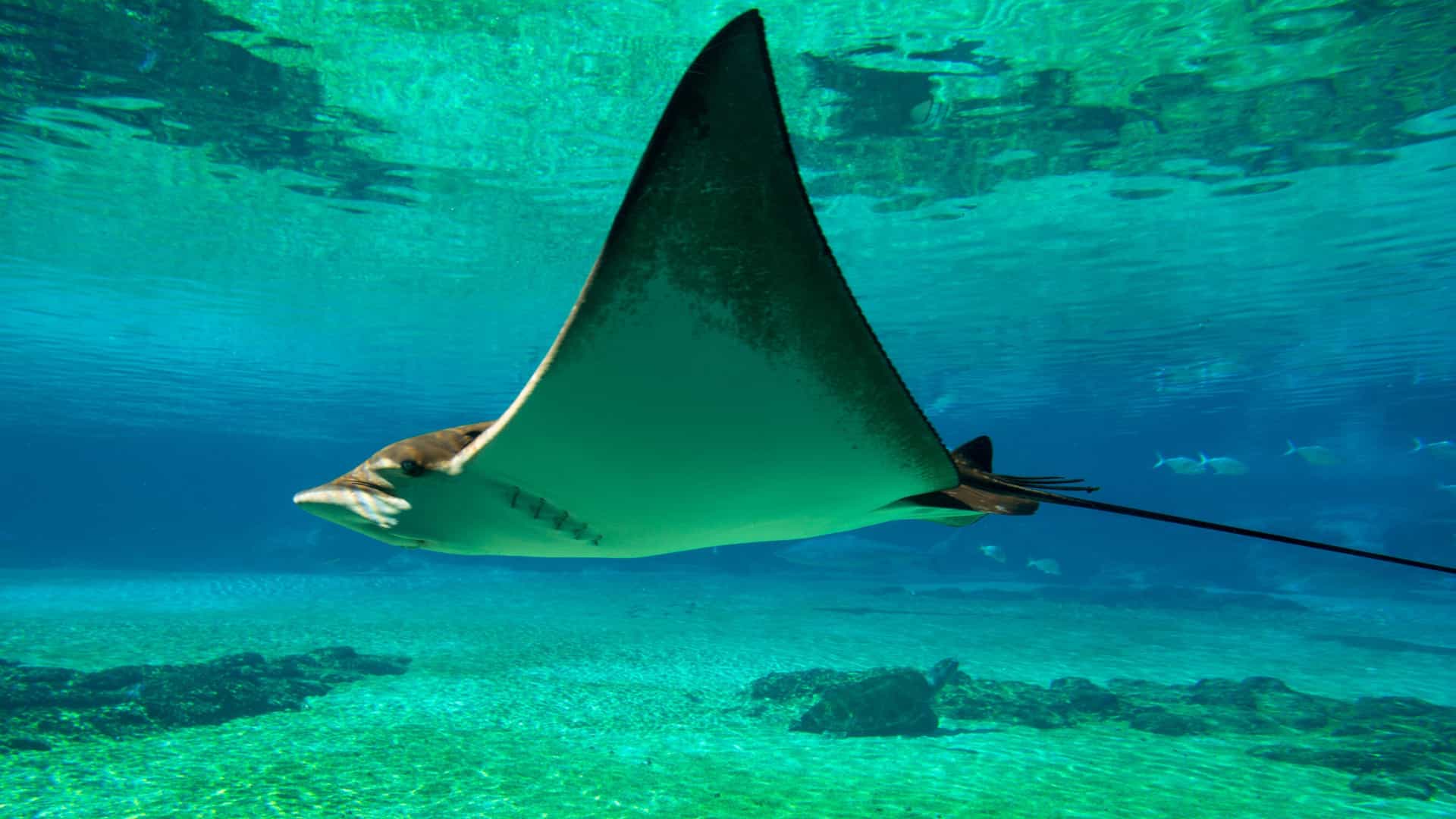 Manta ray in clear turquoise waters.