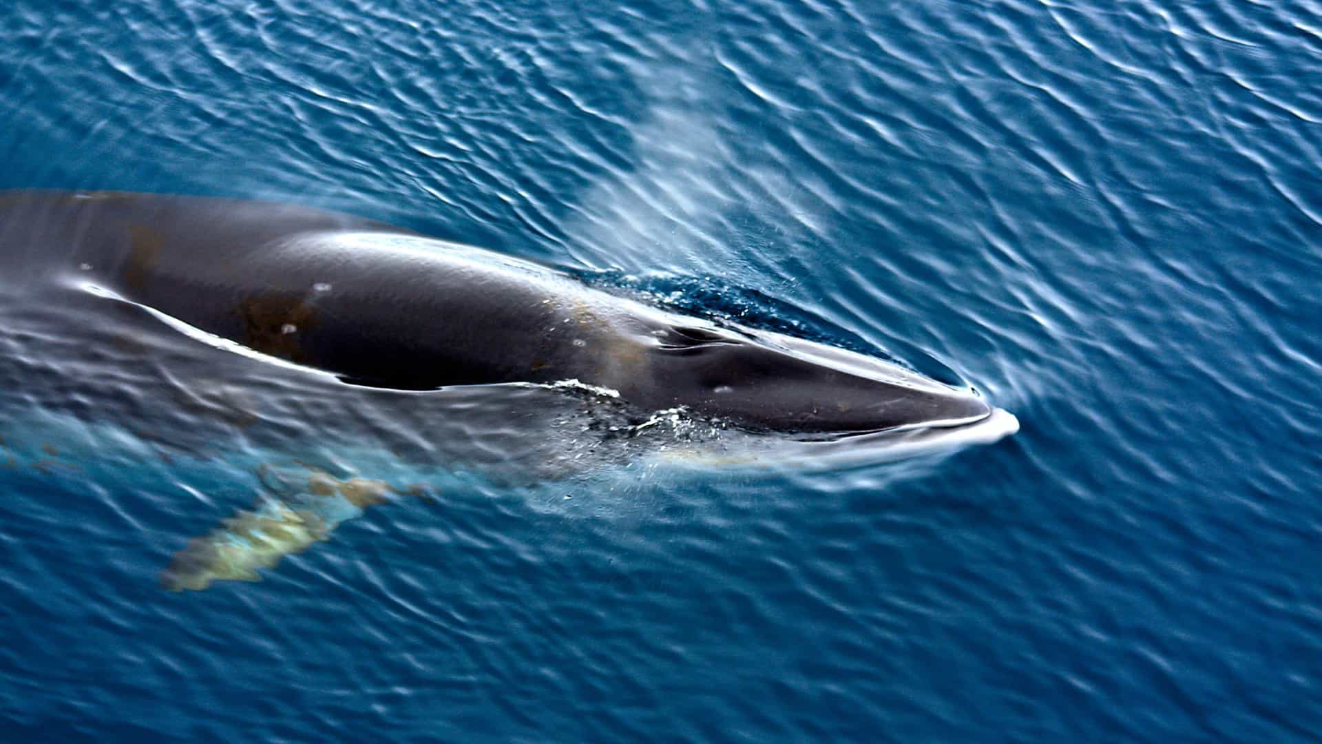 Minke Whale coming up to the surface for air.