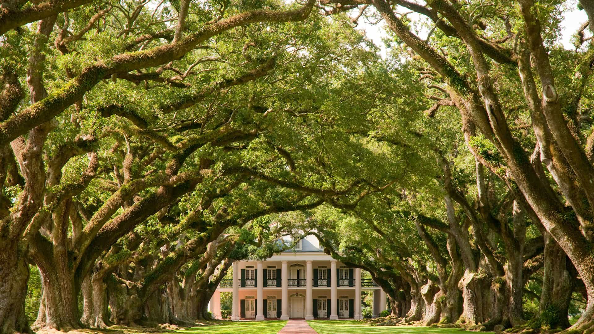 The iconic view of the antebellum mansion at Oak Alley Plantation in Louisiana. A long, red-brick path leads from the foreground to the white two-story house with its classic columned porch. The path is framed on both sides by a majestic alley of 28 massive, centuries-old live oak trees whose branches twist and interlock, creating a dense, green canopy. The lawn is perfectly manicured, and the scene captures the historical and picturesque landscape of the Mississippi River region.