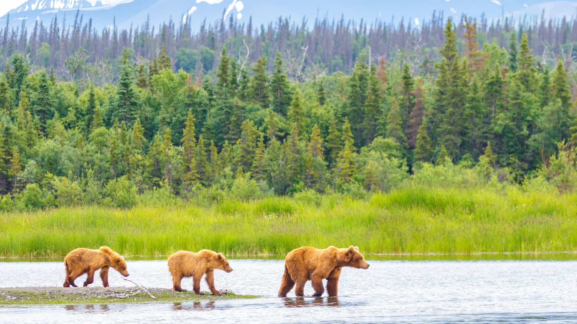 Momma bear and her two cubs in Alaska.