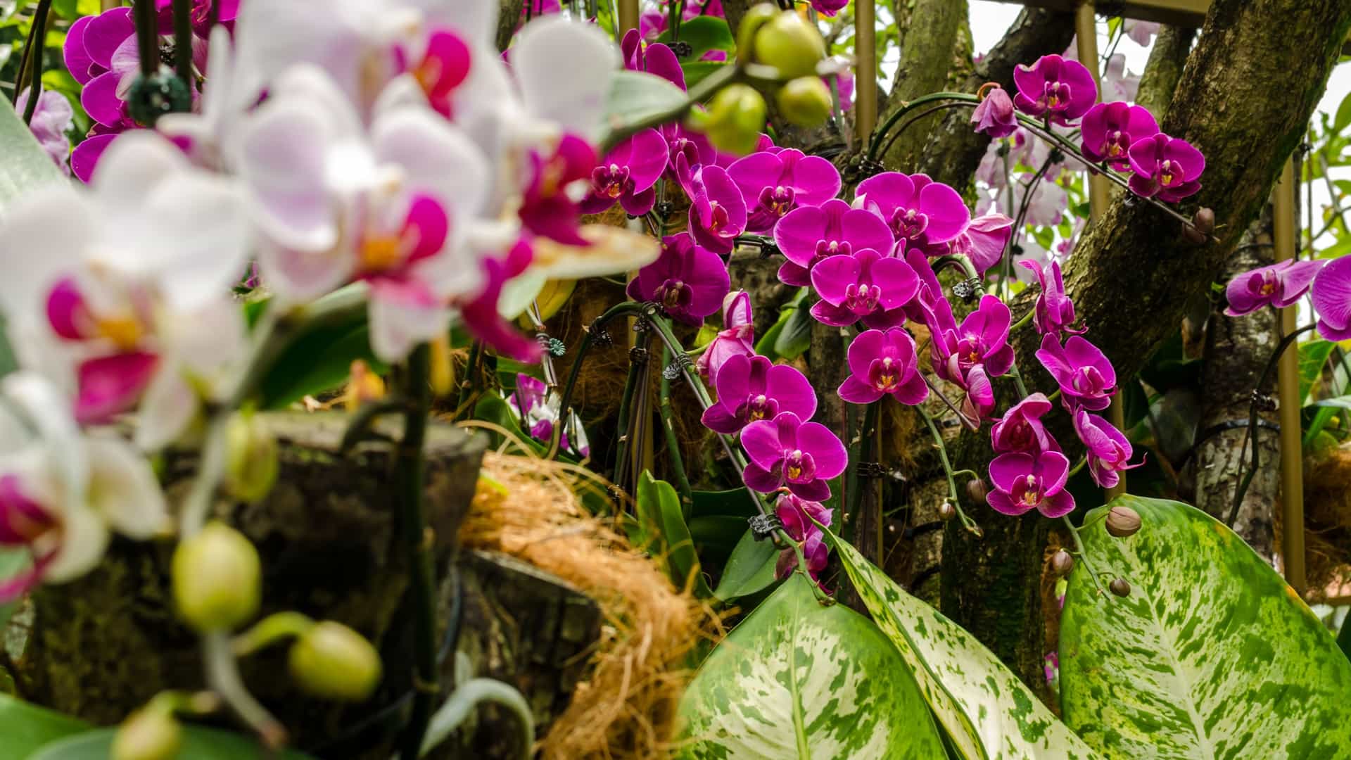 Up close view of magenta orchids in Singapore's National Orchid Garden.