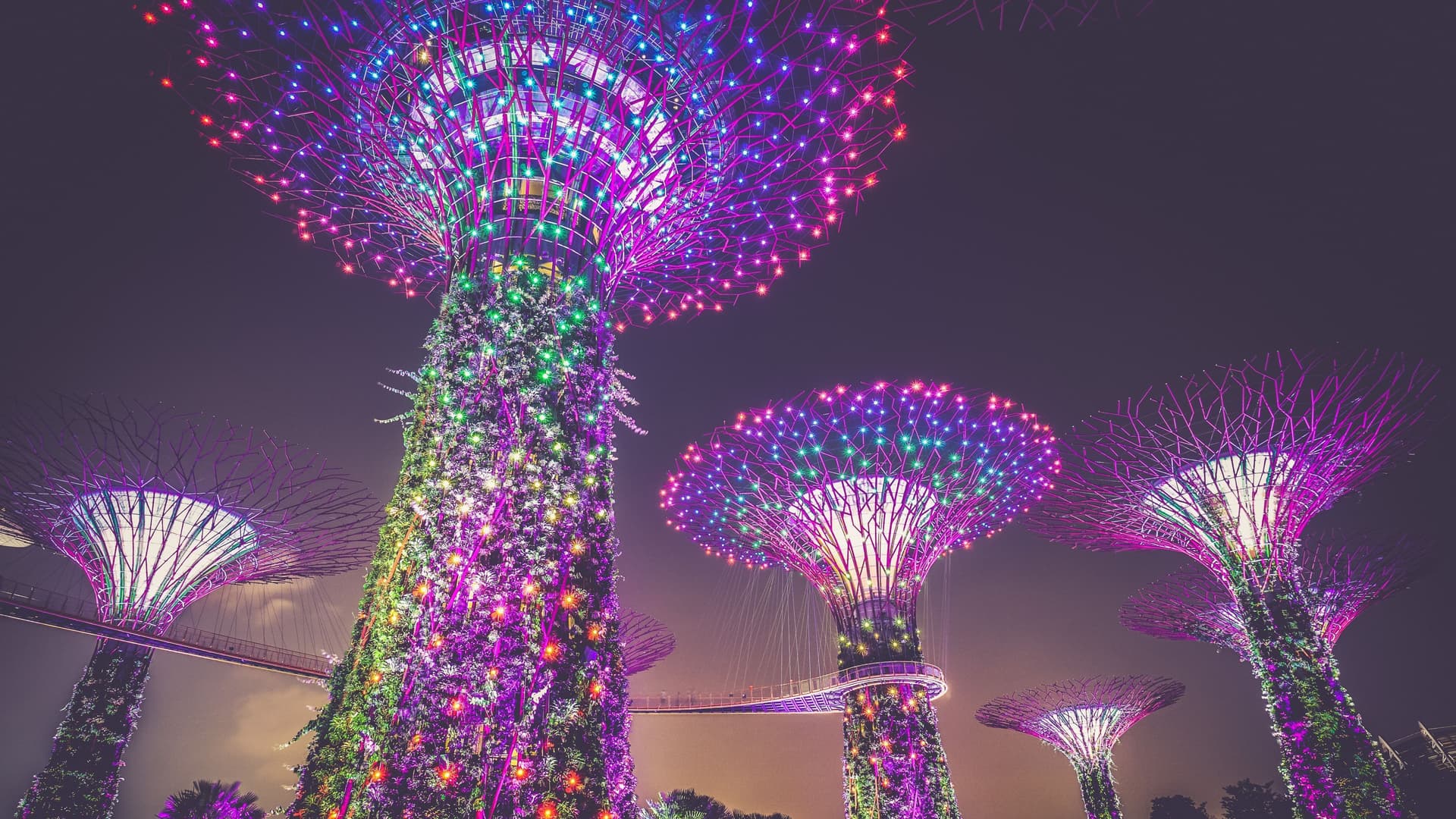 Marina Bay's Super Trees lit up at night in Singapore.