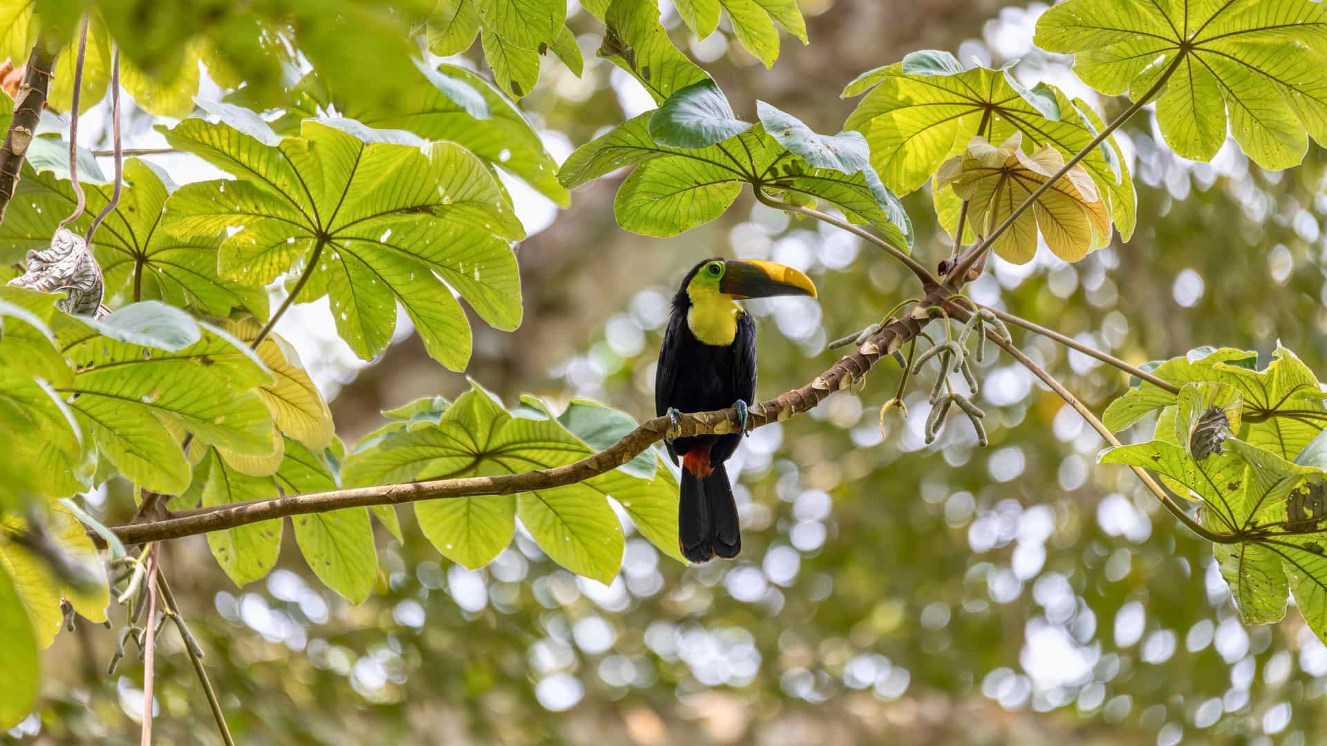 A vibrant Keel-billed Toucan perched amidst the lush green rainforest of Costa Rica, a stunning wildlife sight for guests on Norwegian Cruise Line excursions.