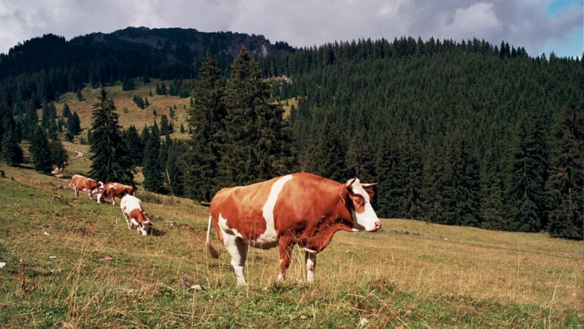 Brown-and-white cows graze in a lush alpine meadow with a dense evergreen forest and mountain slopes in the background.