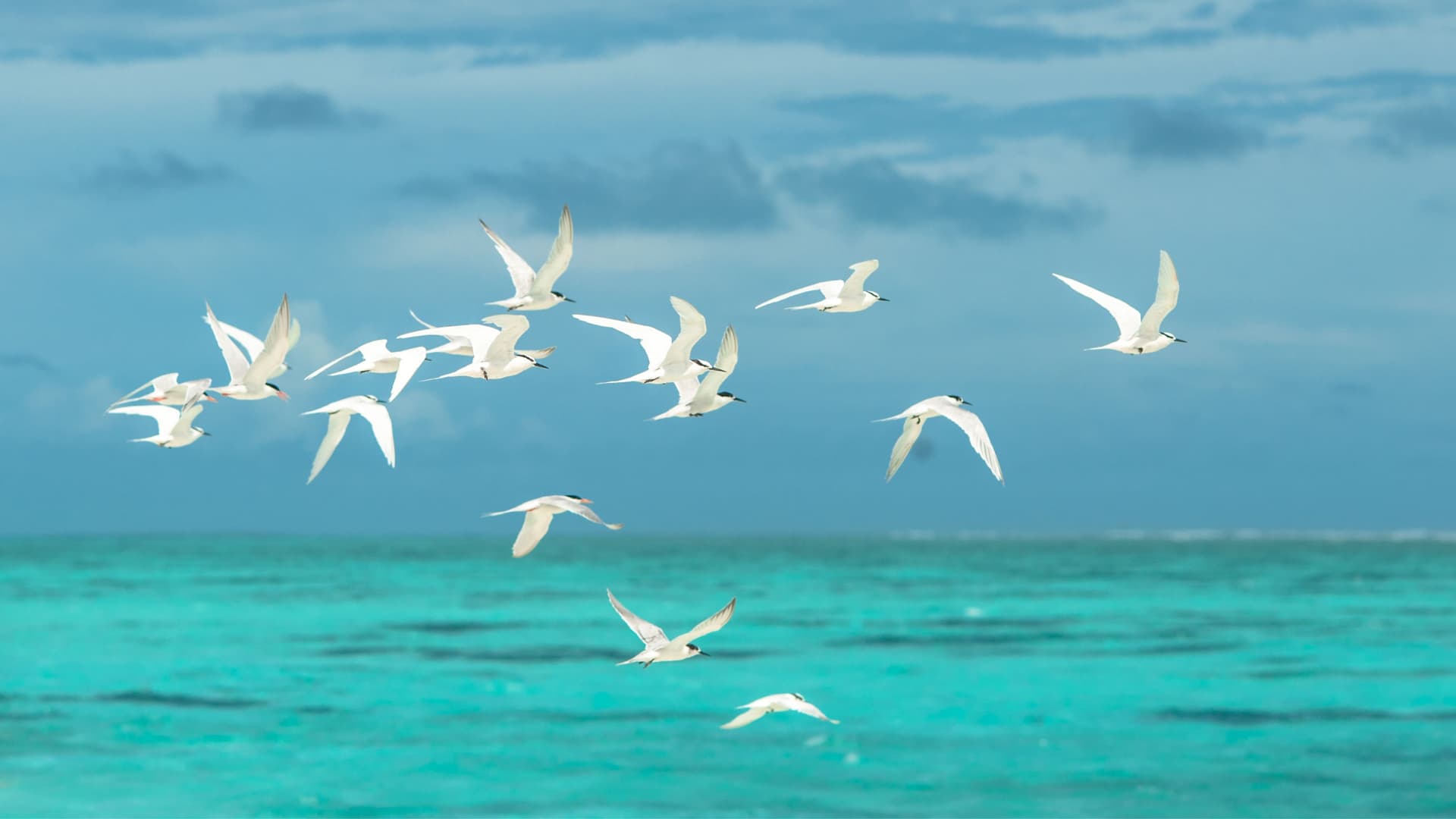 A flock of seagulls flying with peaceful teal waters in the background.