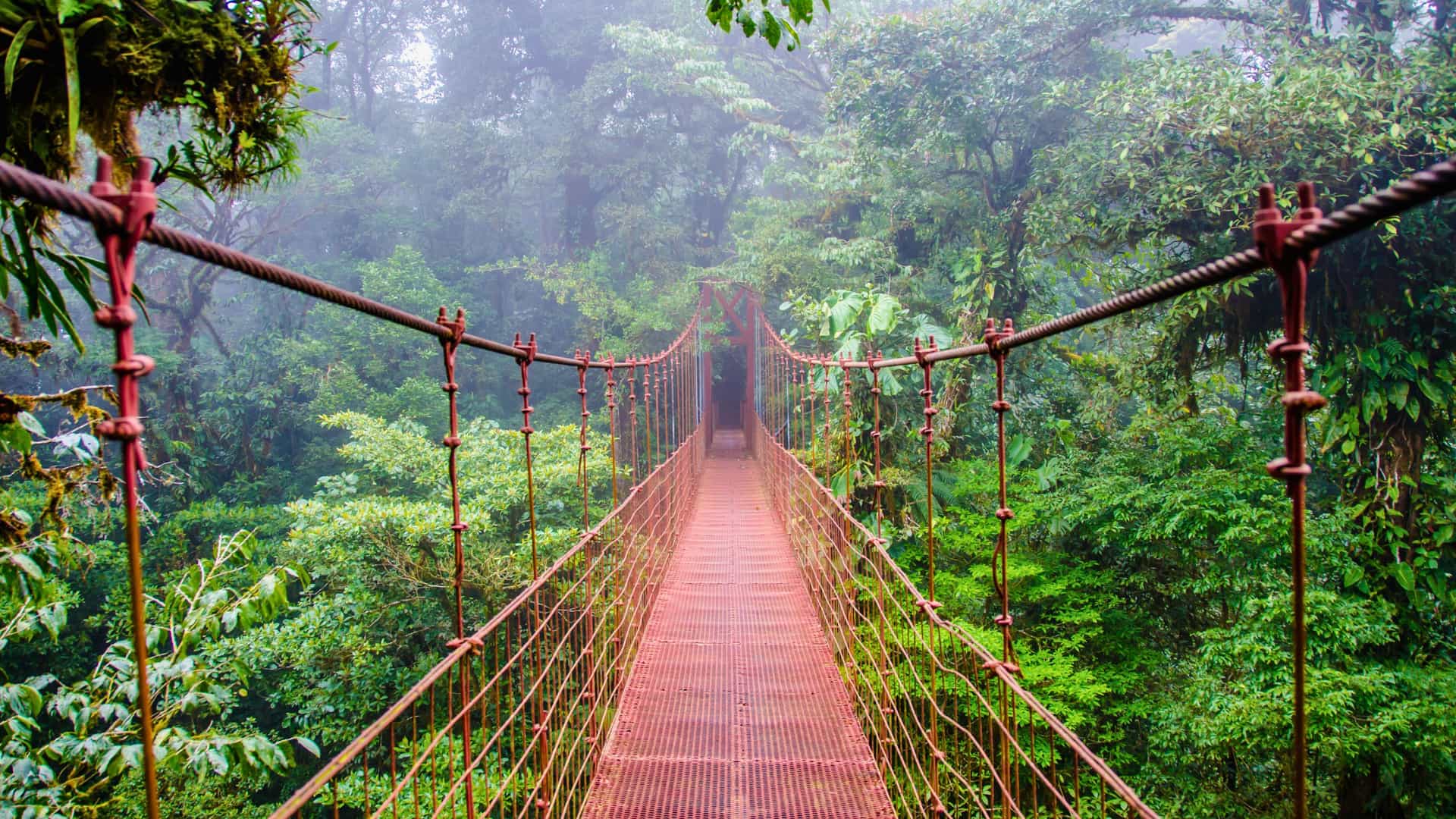 A suspension bridge stretching through the misty, lush rainforest canopy in Costa Rica, an adventurous experience often available on Oceania cruises.