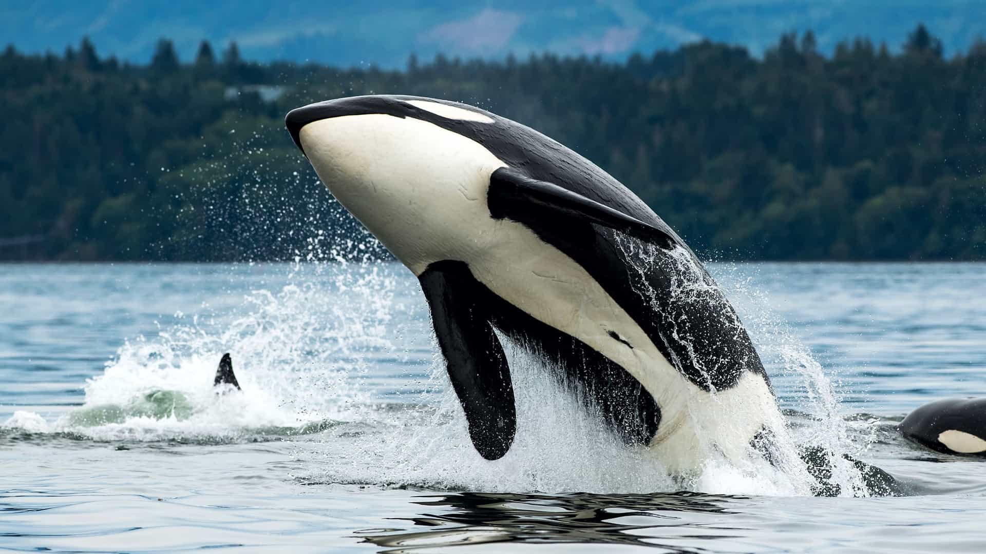 Orca Whale breaching the water's surface in Alaska.