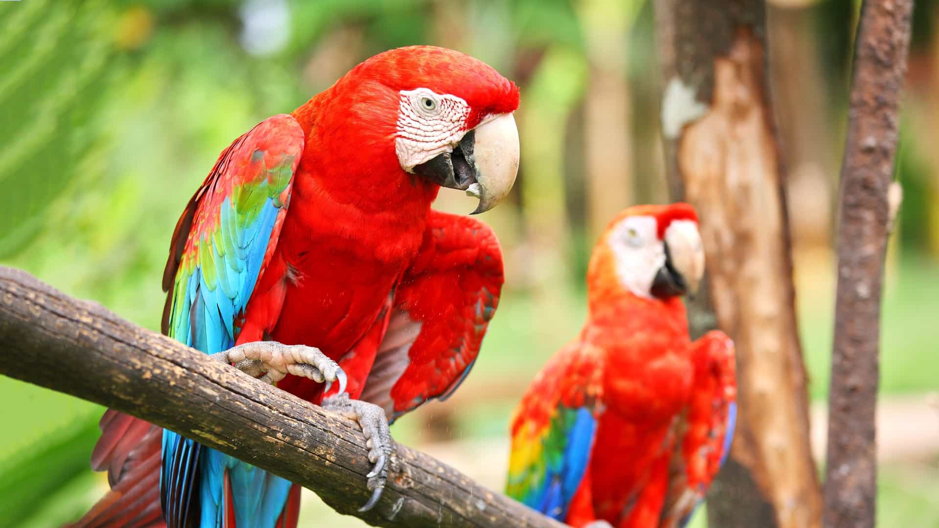 Two colorful parrots perched on a branch near the Panama Canal, surrounded by lush greenery.