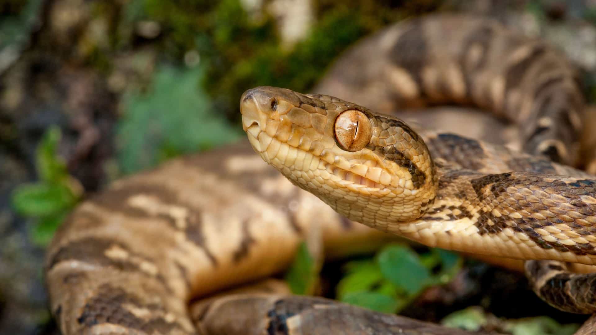 A close-up of a snake's head and body in a rainforest. The snake has a brown and tan patterned skin with dark brown markings, and its head is triangular with large, striking copper-colored eyes and vertical pupils. The snake's mouth is slightly open, revealing its teeth. The background is a blur of green leaves and brown dirt, highlighting the snake's presence in the lush Panama rainforest.