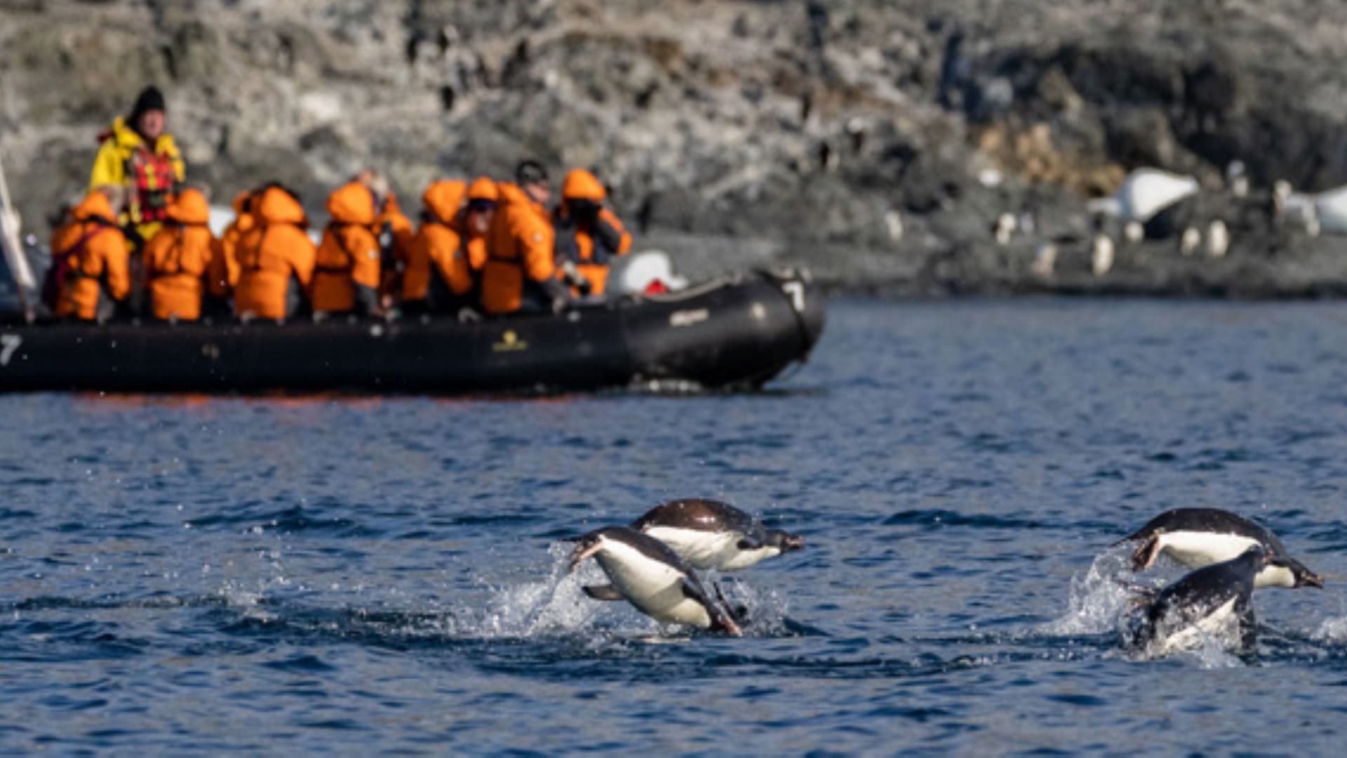 Penguins swimming across the shoreline, passing by a group of tourists on a zodiac.
