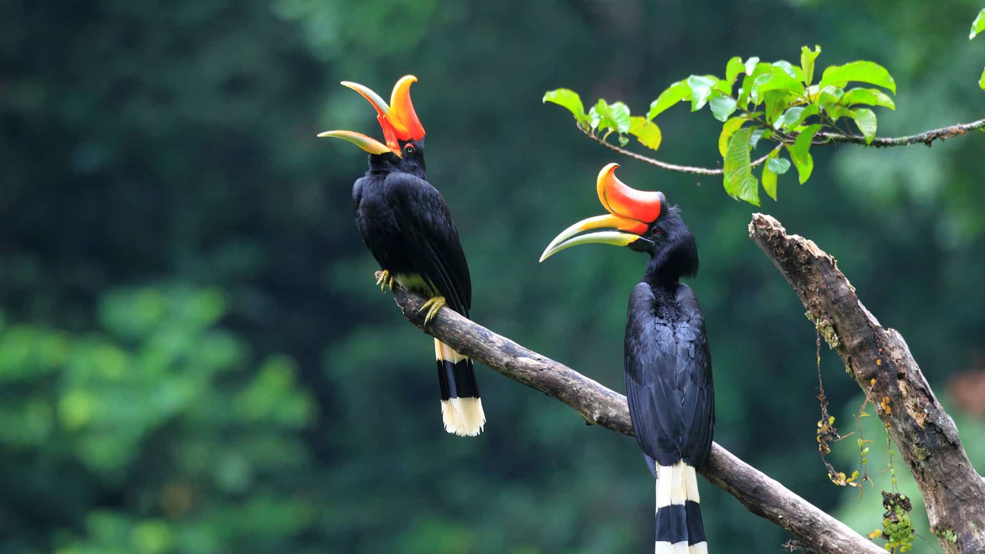 A pair of rhinoceros hornbills, with their distinctive bright orange-red casques and white-banded tails, perched on a tree branch in a rainforest setting.