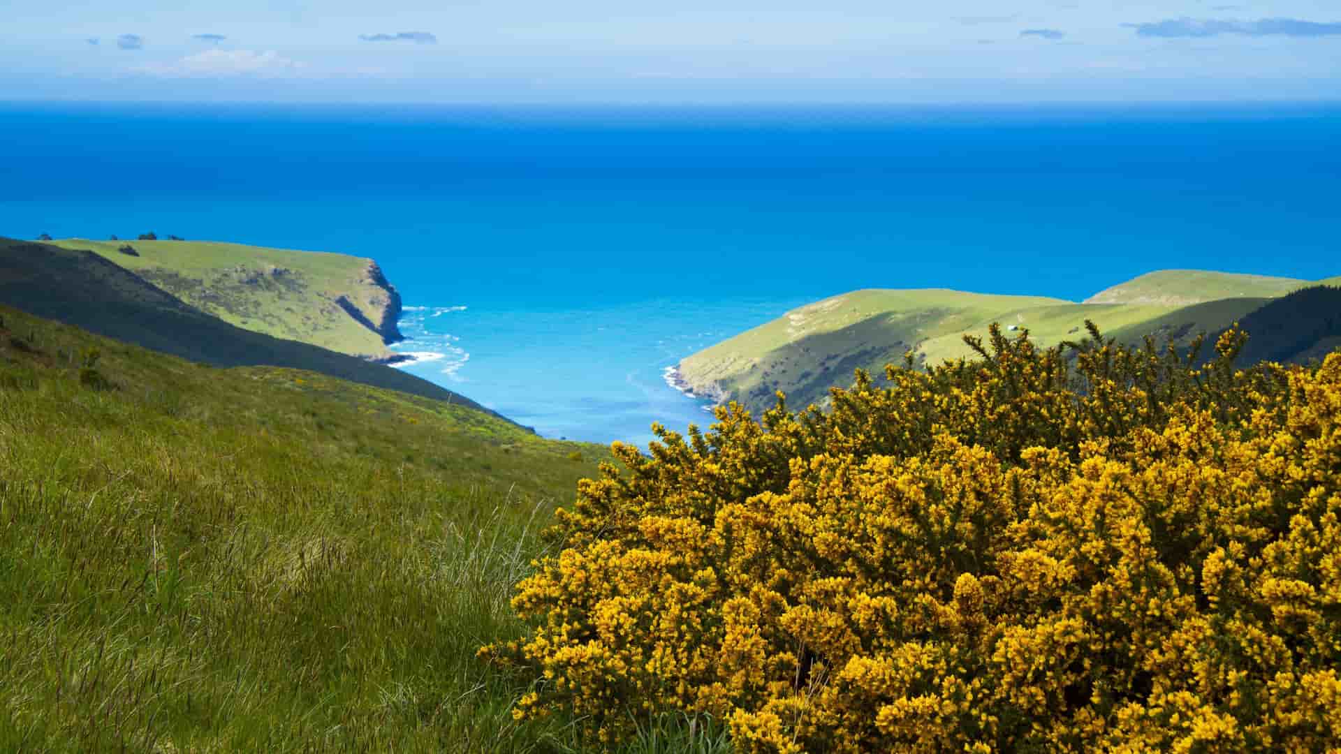 A high-angle view of Akaroa Harbour in New Zealand, with rolling green hills and yellow bushes in the foreground and the vast blue ocean meeting the horizon.