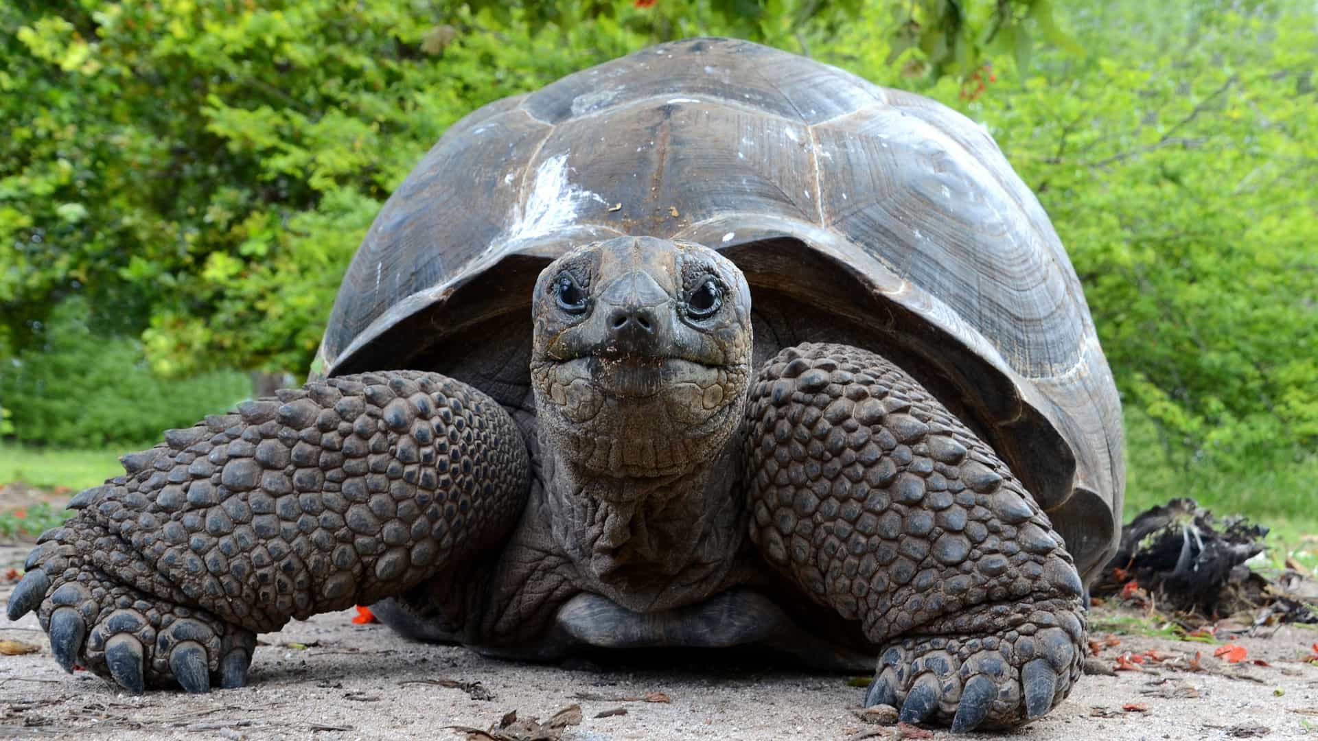 A large Aldabra giant tortoise, an endangered species, stands on a sandy path with a dense green background, looking directly at the camera.