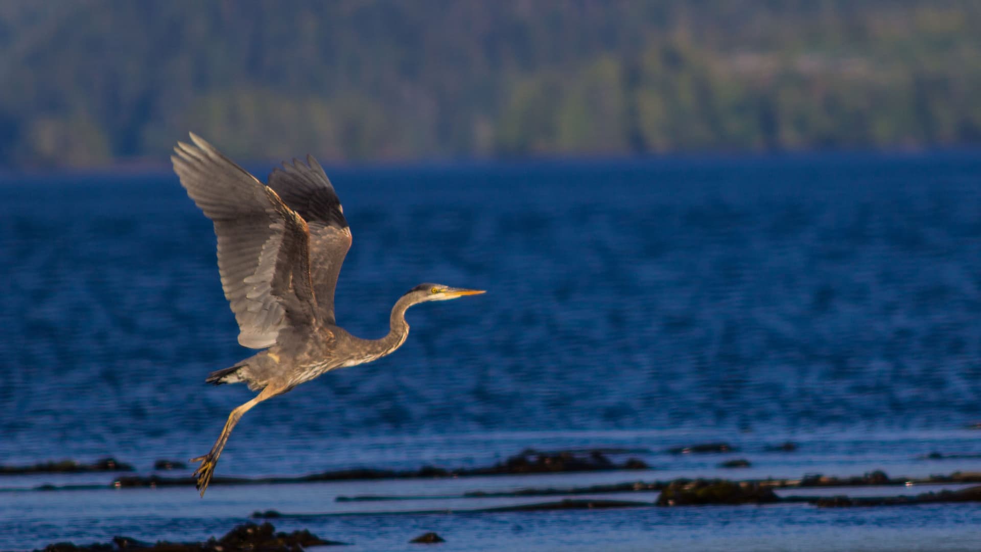 A great blue heron in mid-flight with its wings spread, soaring over the water with a backdrop of a dense forest.