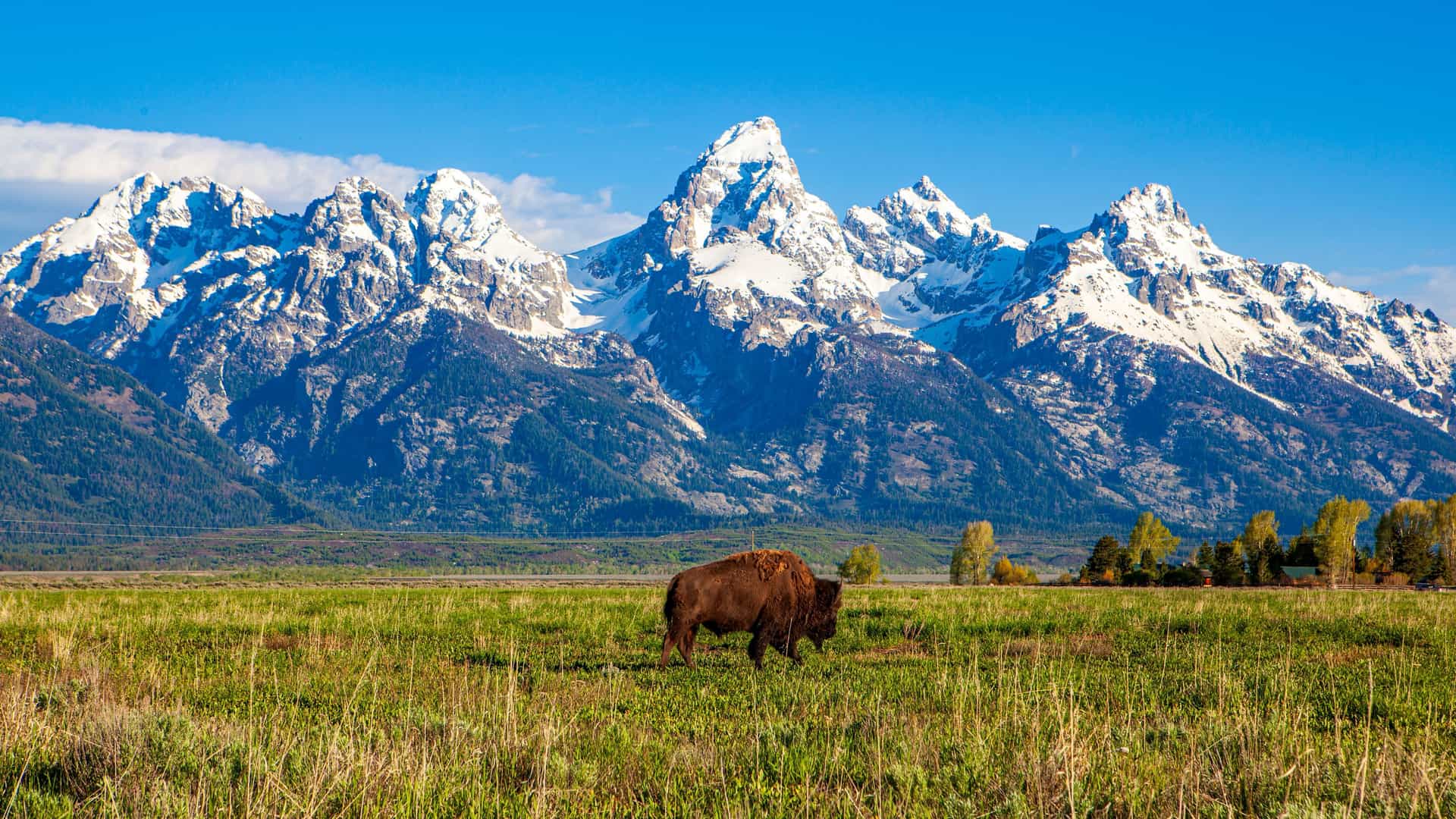A large, brown bison grazes in a green and golden meadow, with the majestic, snow-capped peaks of the Teton Range forming a dramatic backdrop in Alpine, Wyoming. The scene is captured on a clear, sunny day.
