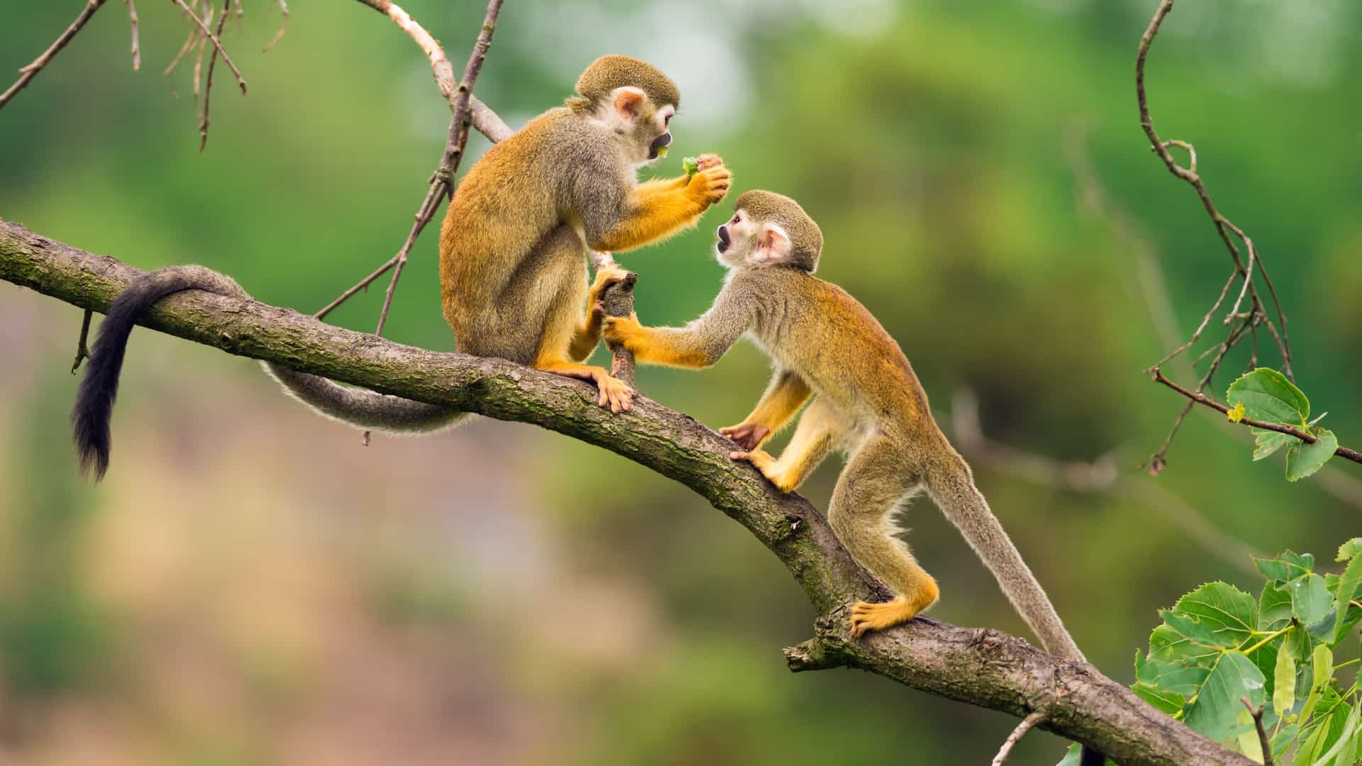 Two small squirrel monkeys with light brown and gray fur are perched on a tree branch in the Amazon Jungle of Brazil. One monkey holds a piece of green food, while the other reaches up to it, creating a moment of interaction against a lush, green, out-of-focus background.