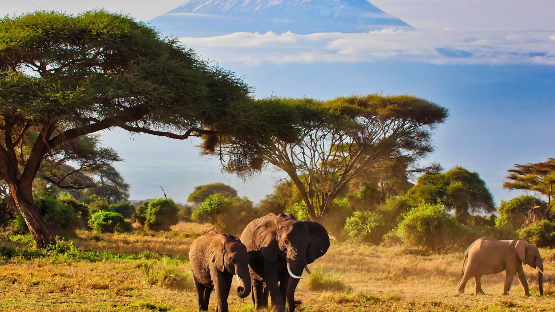 A small herd of African elephants stands in the dry, grassy savannah of Amboseli National Park, Kenya. The majestic, snow-capped peak of Mount Kilimanjaro rises above the clouds in the background under a clear blue sky, with flat-topped acacia trees scattered across the landscape.