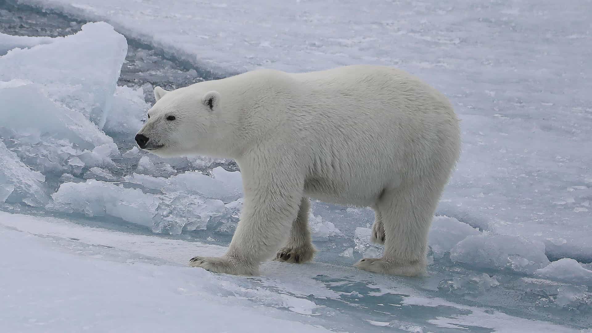 A powerful polar bear walking across the ice floes in the remote Amerloq Fjord, its white fur blending in with the snowy and icy landscape.