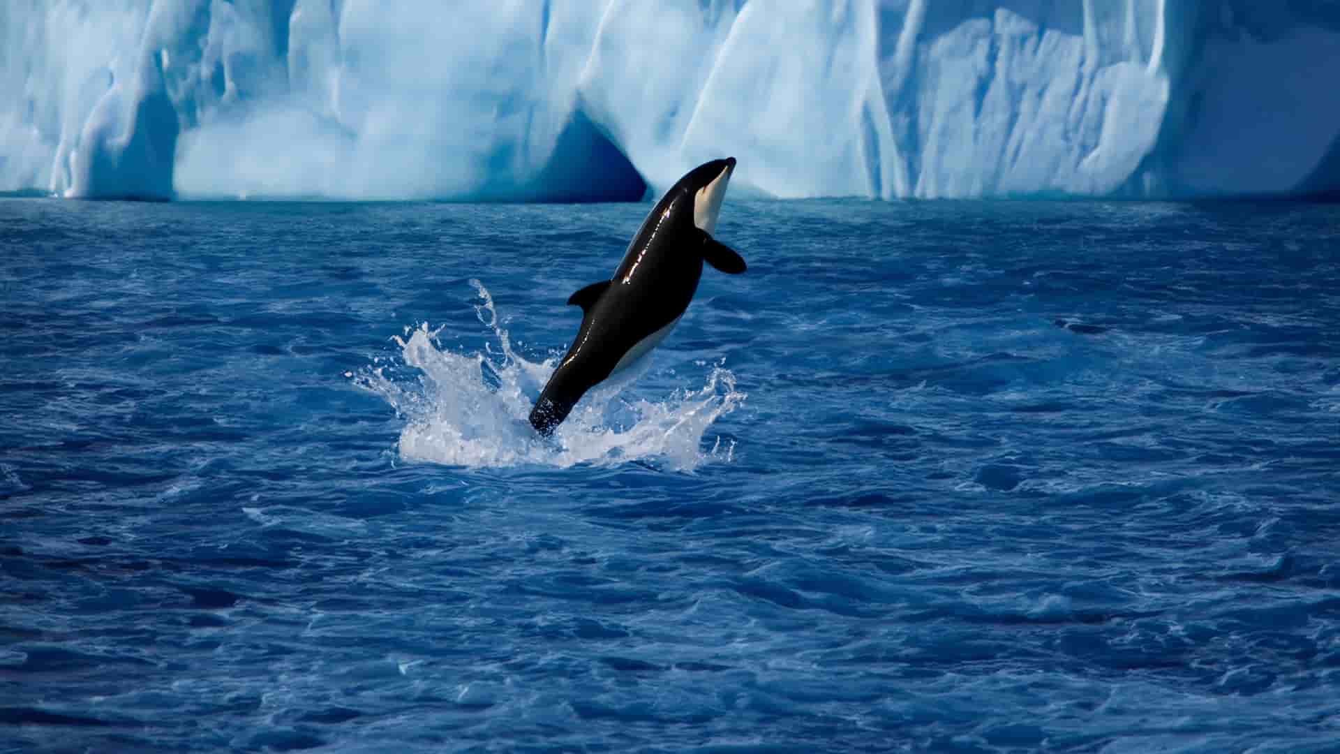 A breathtaking action shot of a killer whale breaching from the deep blue Antarctic waters, with a massive glacier and icebergs in the background.