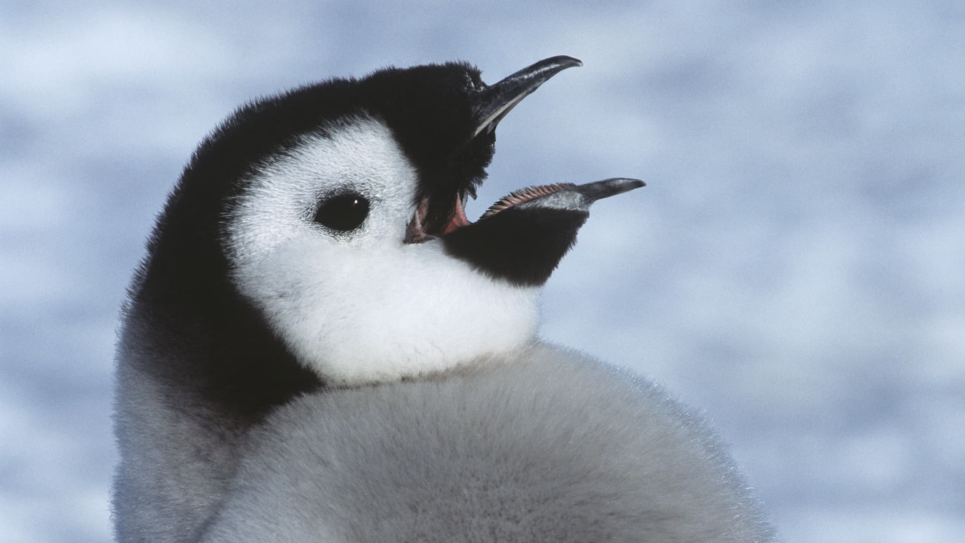 A close-up of a fluffy, young emperor penguin chick with its beak open, showcasing the unique wildlife of the Antarctic Peninsula.
