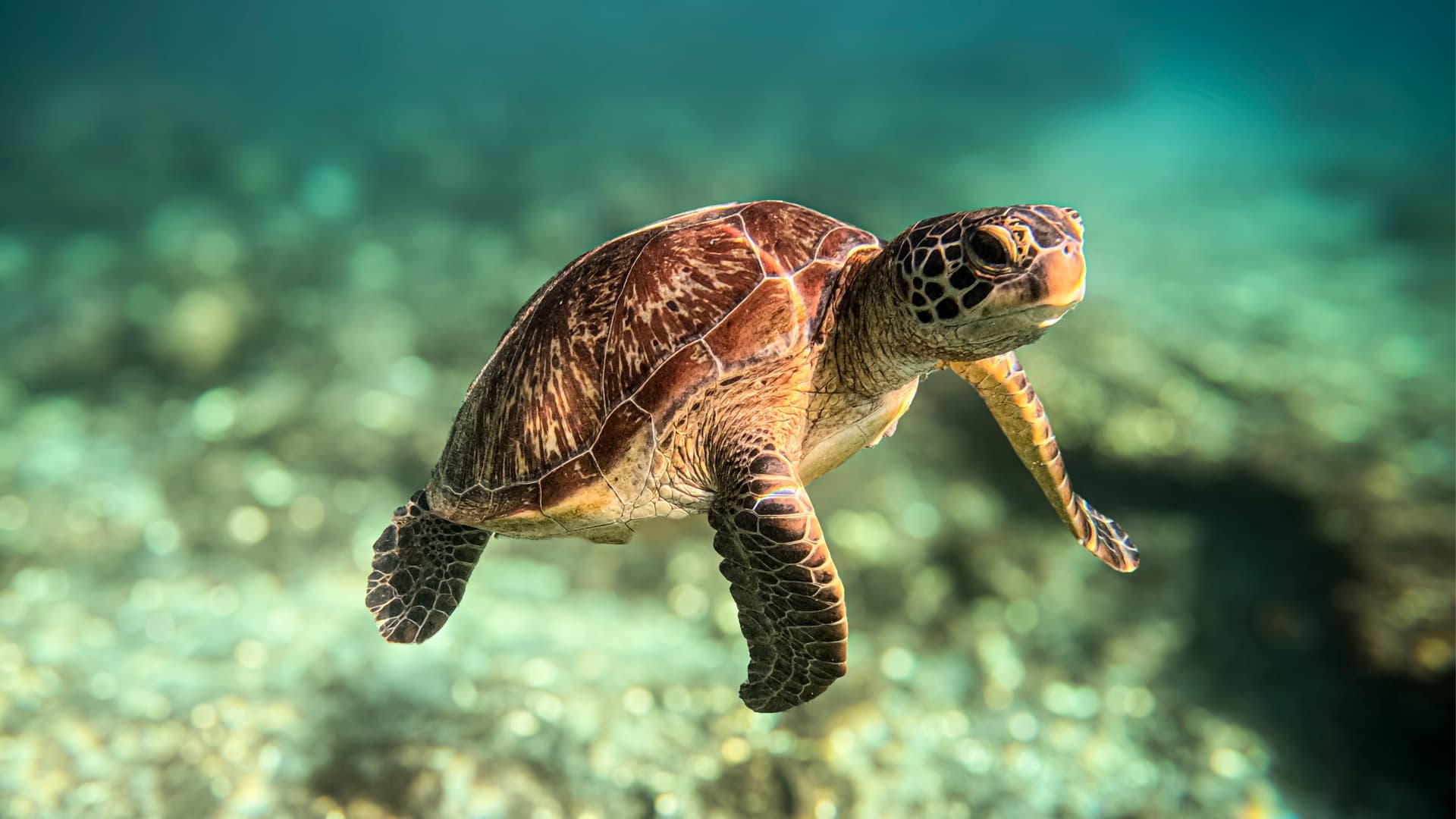 A sea turtle swims above the sun-dappled coral reef floor of Apo Reef, The Philippines.