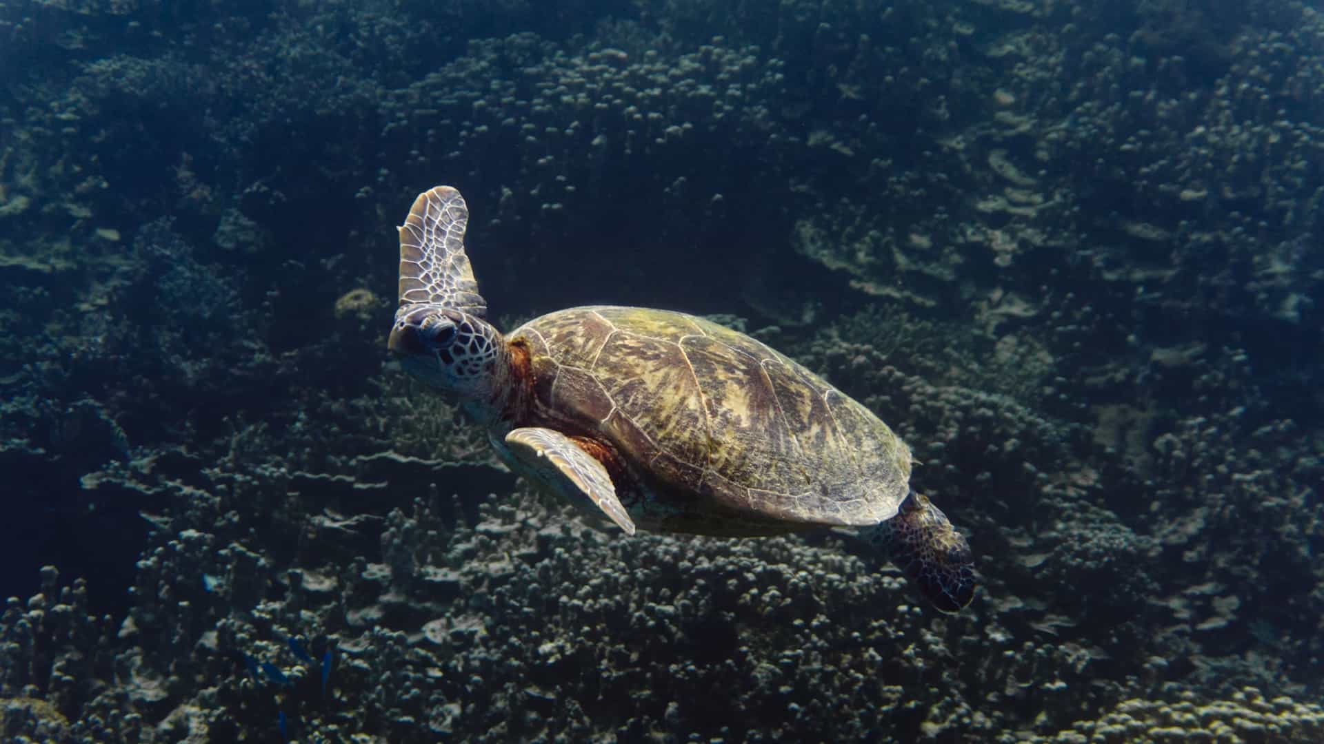 A sea turtle swims over the dark coral seabed in the clear waters near Apra Harbor, Guam.