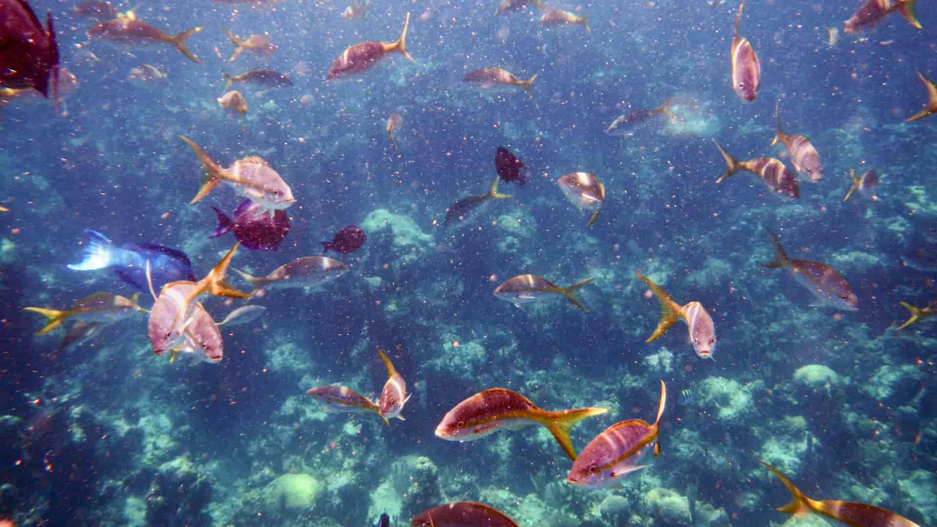 A vibrant underwater scene with a large school of tropical fish swimming over a colorful coral reef in the clear, blue waters of the Bahamas.