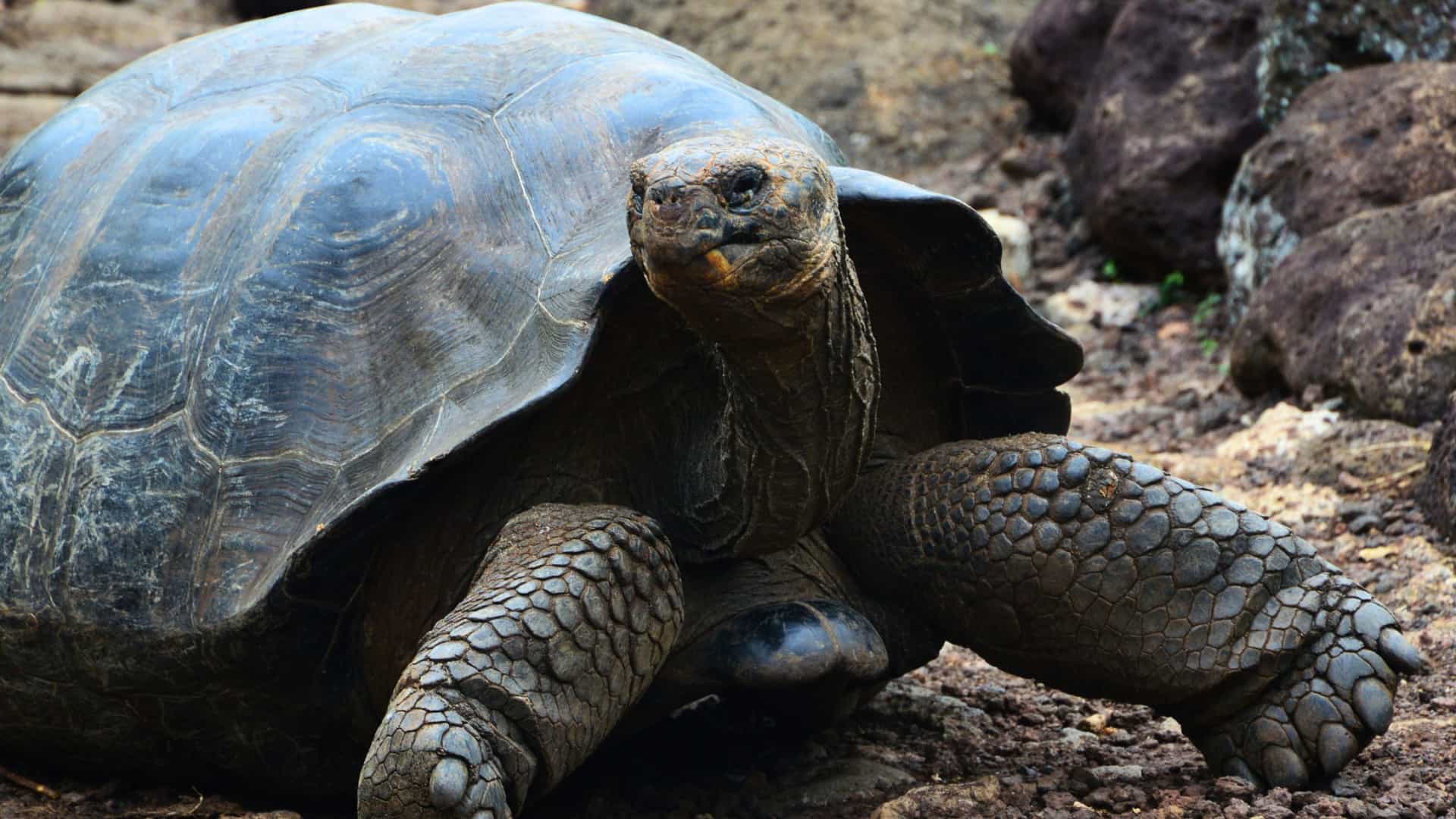 A close-up, eye-level shot of a large, brown Galapagos tortoise, a species endemic to the Galapagos Islands, walking slowly across a rocky terrain.