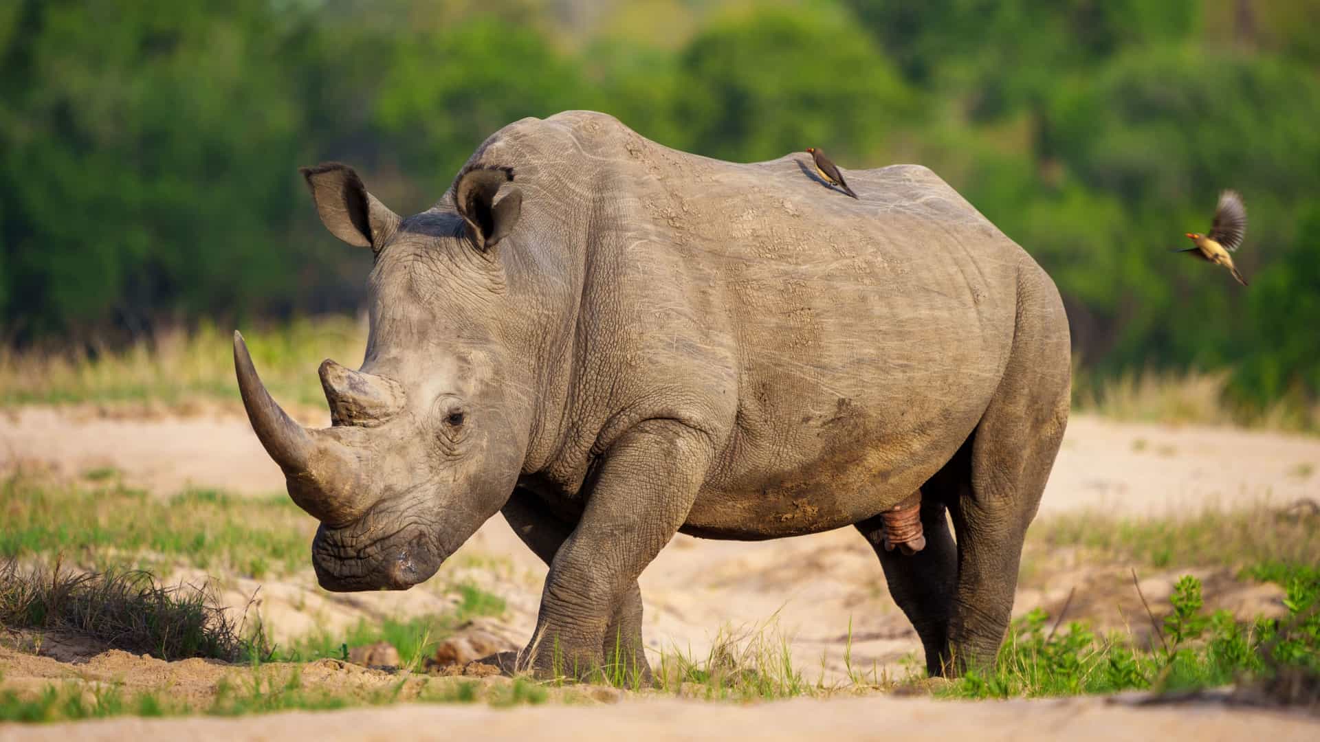 A magnificent white rhino walks across a sandy savanna, with a small bird perched on its back and another flying nearby in the African wilderness.