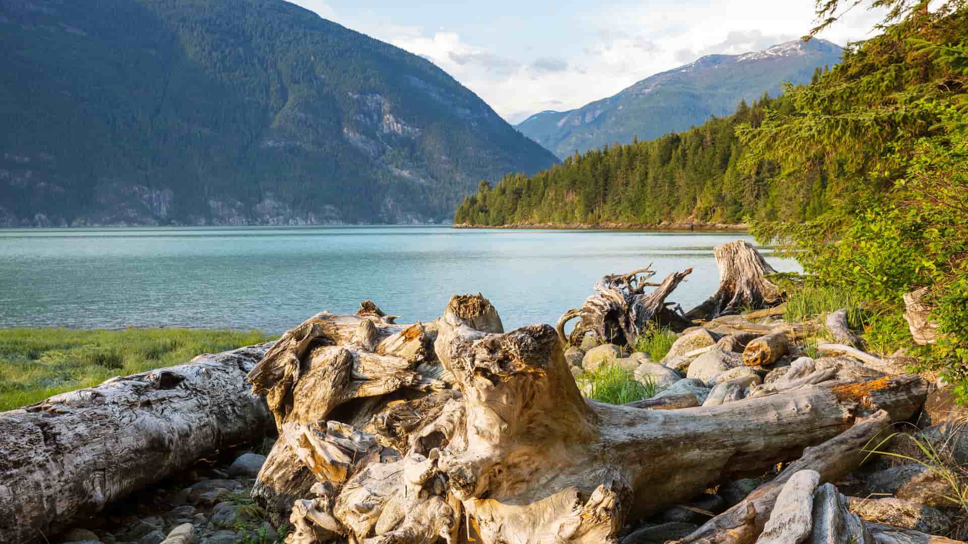 A serene sunset landscape of a rugged coastal shoreline in Bella Bella, British Columbia, with a foreground of driftwood and a background of calm water and majestic, forested mountains.