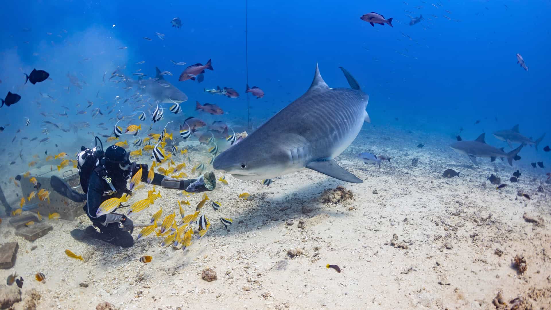 A professional diver observes a massive tiger shark swimming over a sandy seabed in the clear blue waters of Beqa Lagoon in Fiji, surrounded by smaller fish.