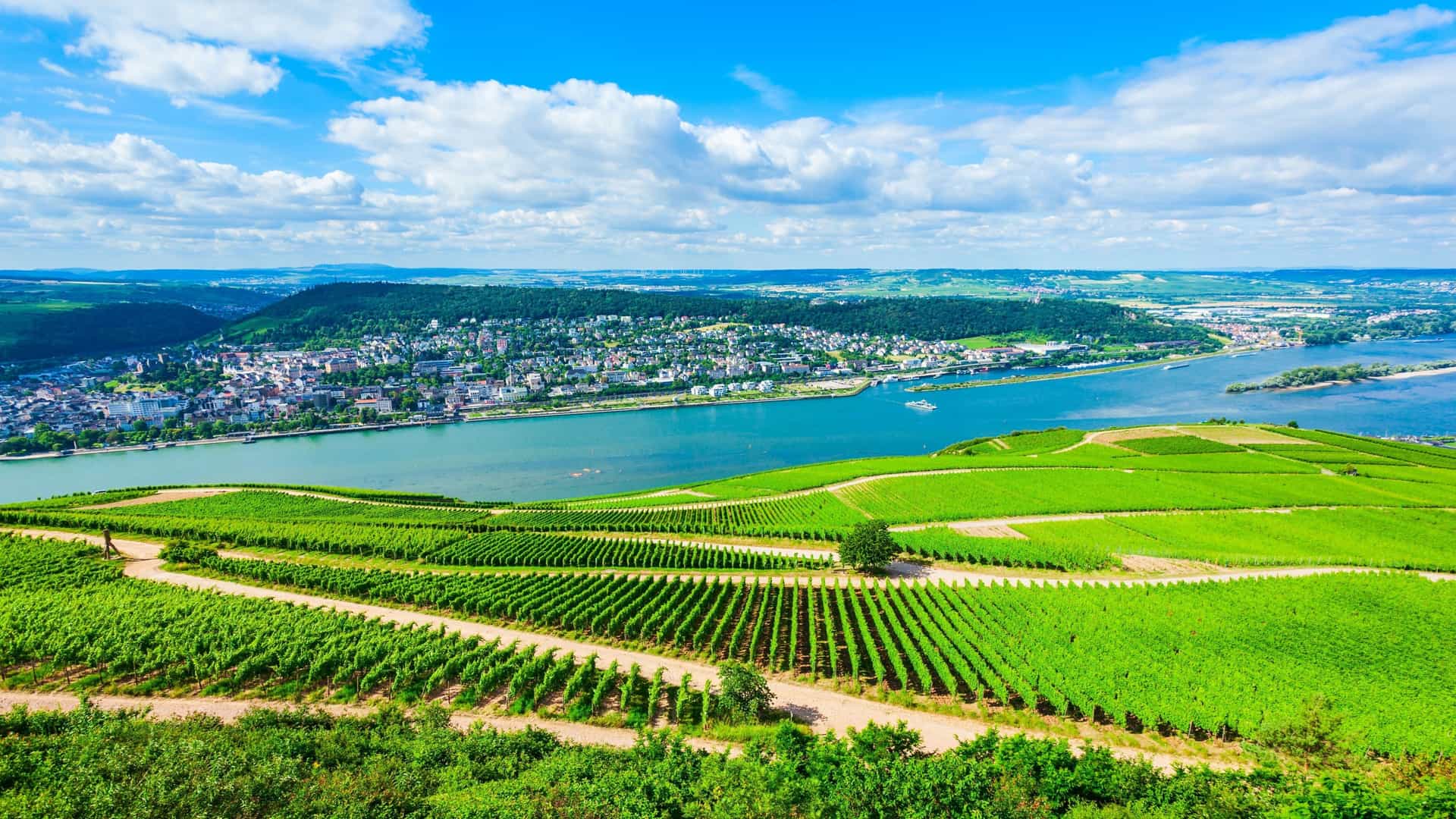 A high-angle view of a vineyard with lush green rows of grapevines, overlooking the city of Bingen on the banks of the Rhine River, with rolling hills and a bright blue sky with white clouds in the background.