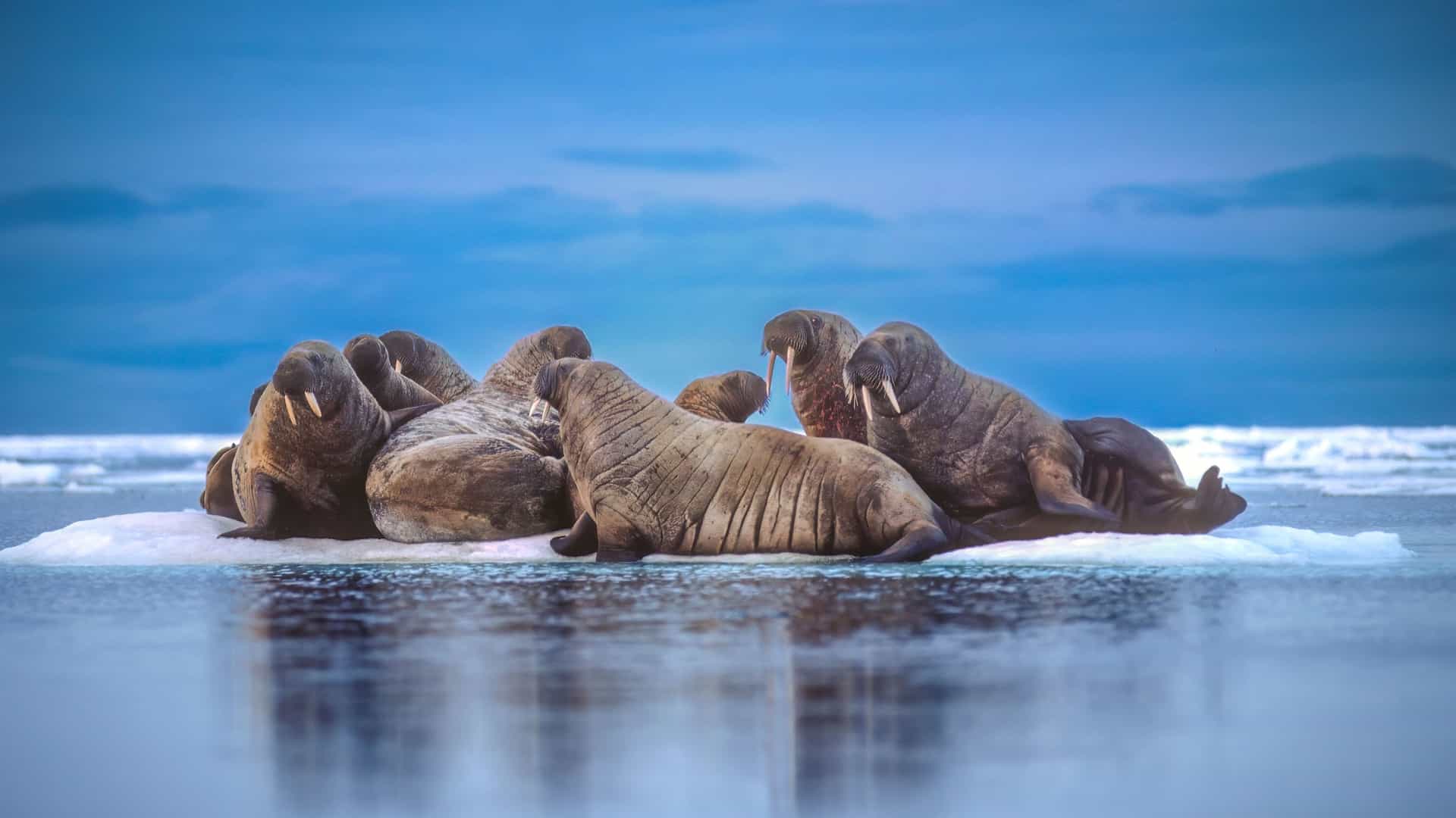 A huddle of large walruses resting on a floating ice floe in the Arctic waters near Blacklead Island, with a smooth reflection and a calm blue sky in the background.
