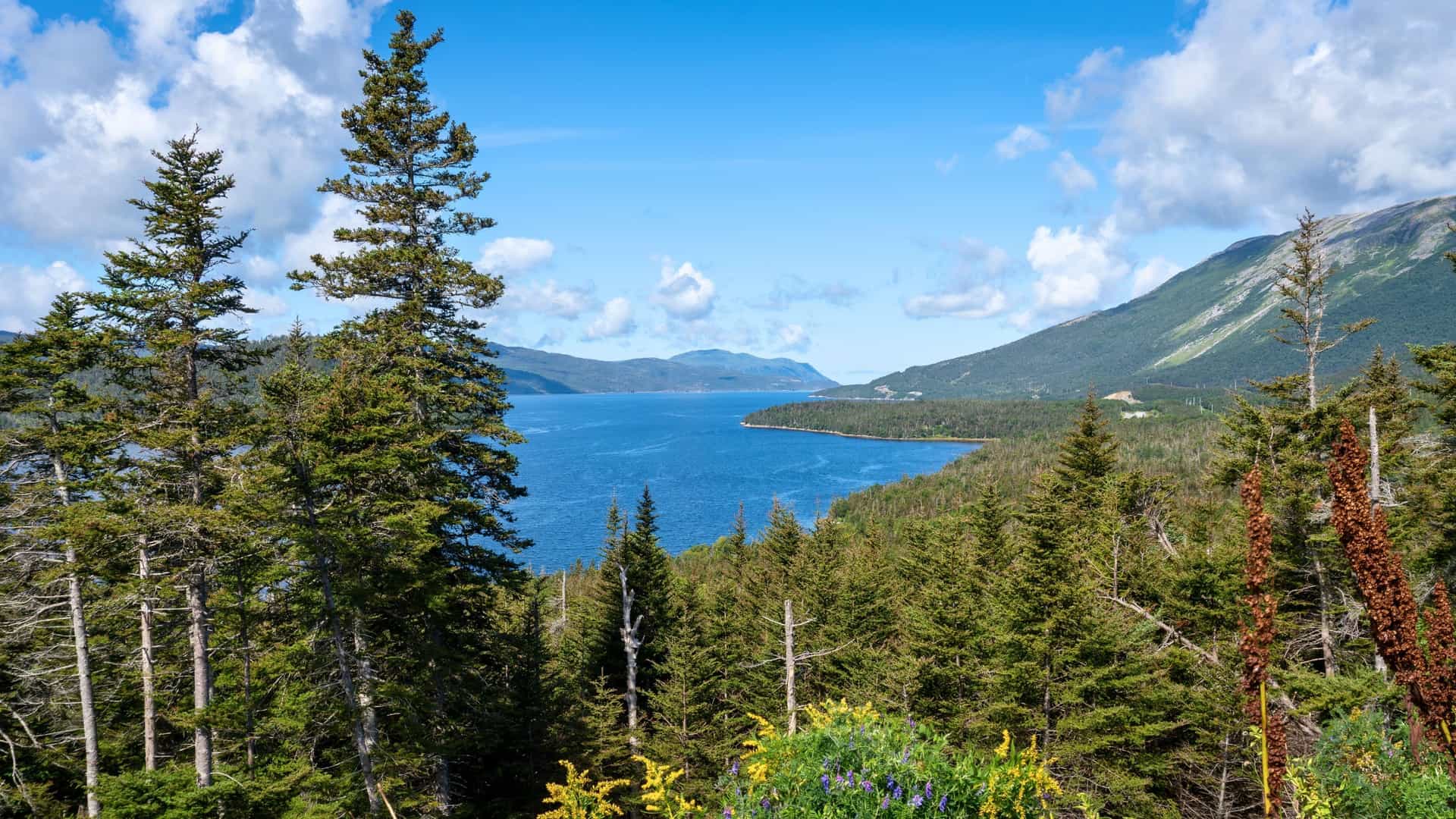 A beautiful landscape shot of Bonne Bay, Newfoundland, showing the deep blue water of the fjord surrounded by lush evergreen forests and distant mountains under a bright blue sky.