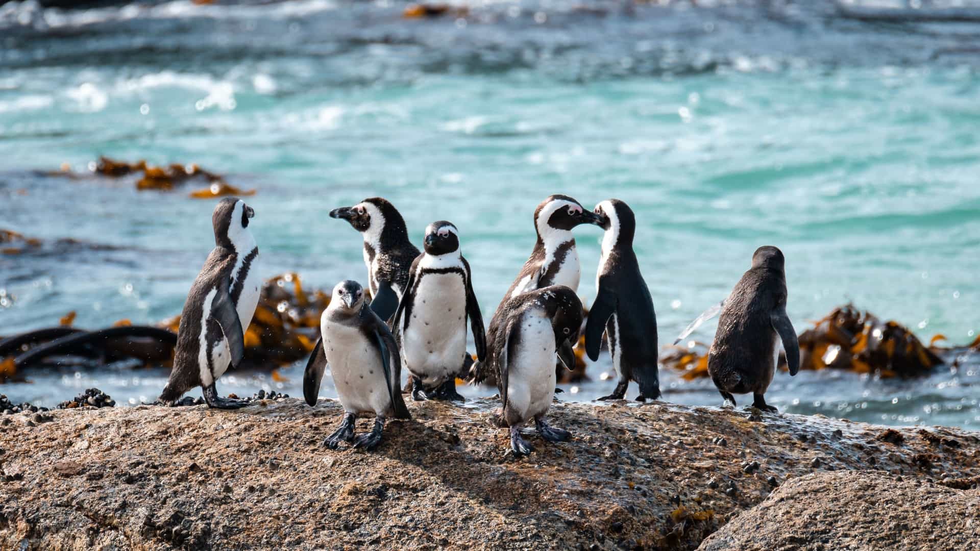 A colony of African penguins stands on a large rock at Boulders Beach, a famous protected cove near Cape Town, South Africa, with the turquoise ocean in the background.
