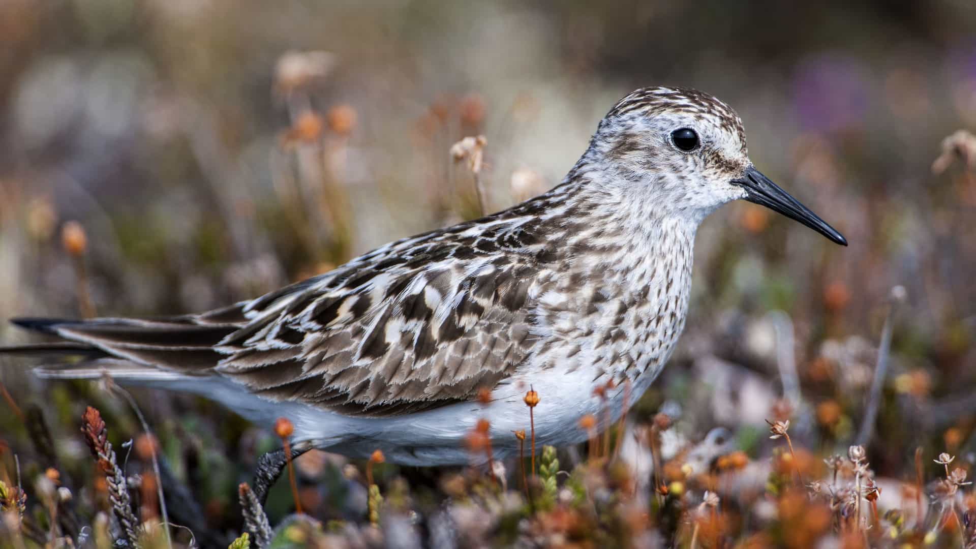 A close-up shot of a small, speckled white-rumped sandpiper bird standing amongst the tundra moss and grass near Cambridge Bay in Nunavut, Canada.