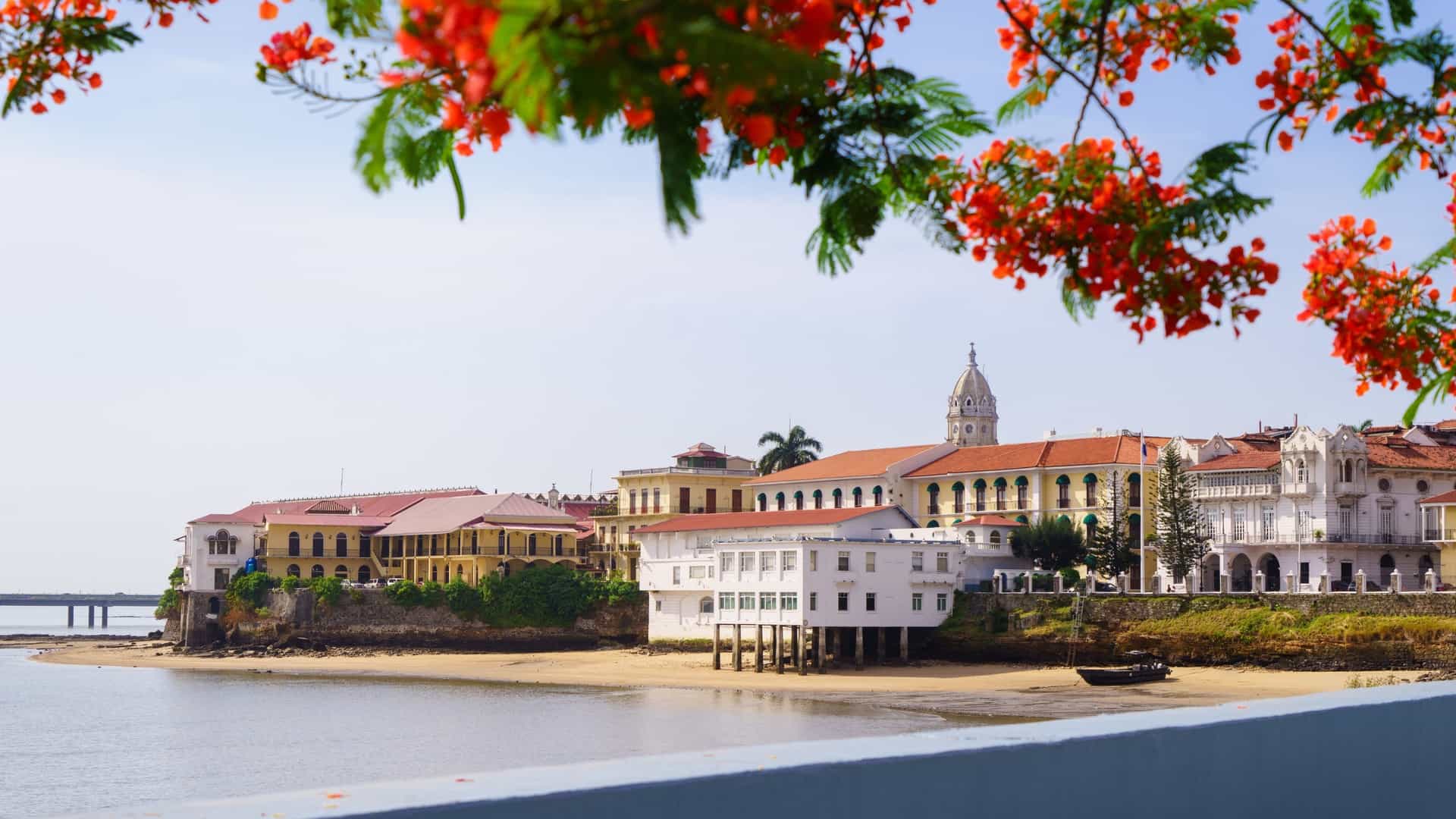 A bright view of Casco Viejo, Panama City, featuring historic Spanish colonial architecture along the waterfront, framed by a flowering Royal Poinciana tree with bright red-orange blossoms.