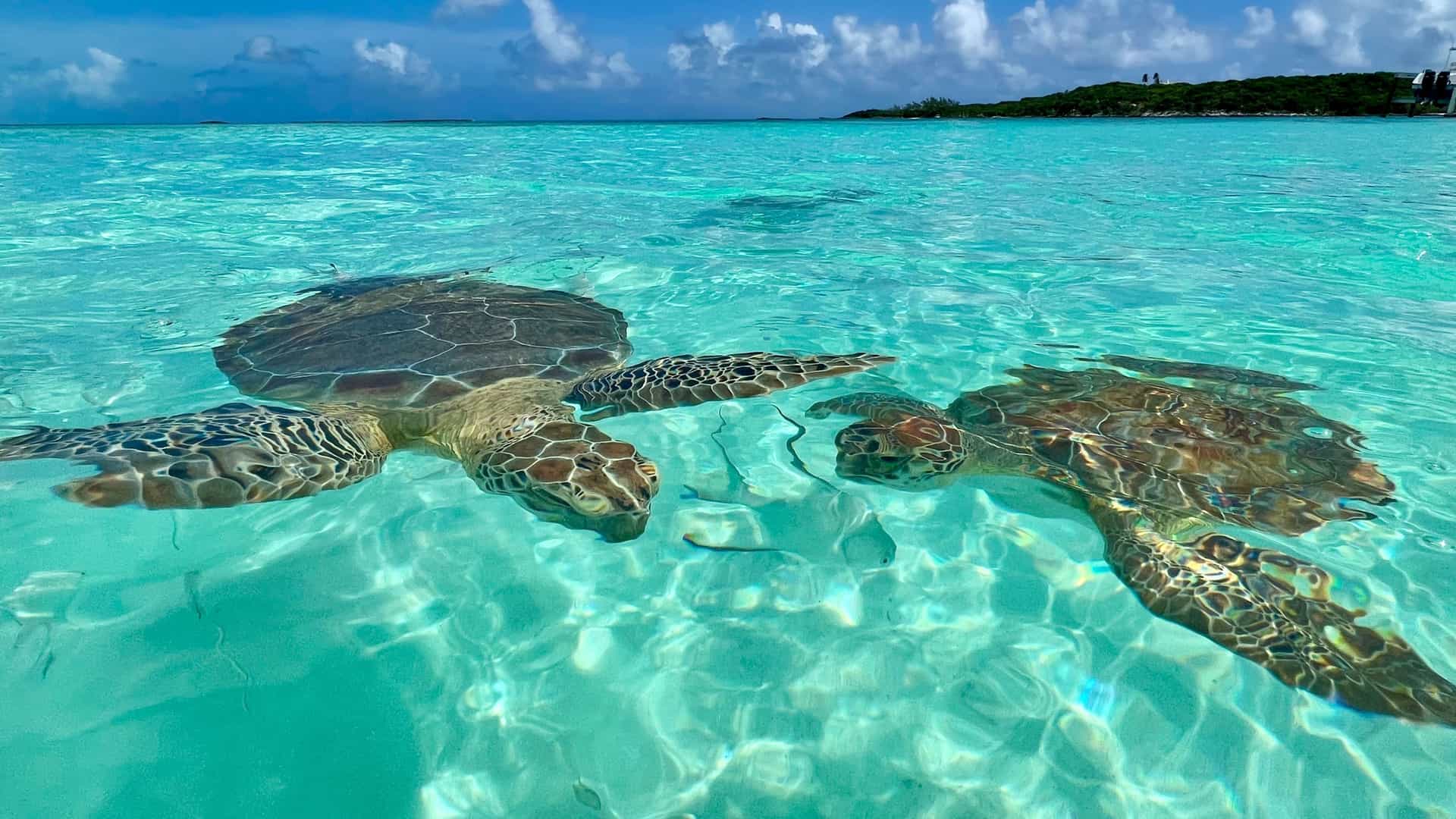A stunning underwater view of two sea turtles swimming gracefully in the crystal-clear turquoise waters of the Bahamas, with a small island visible in the background.