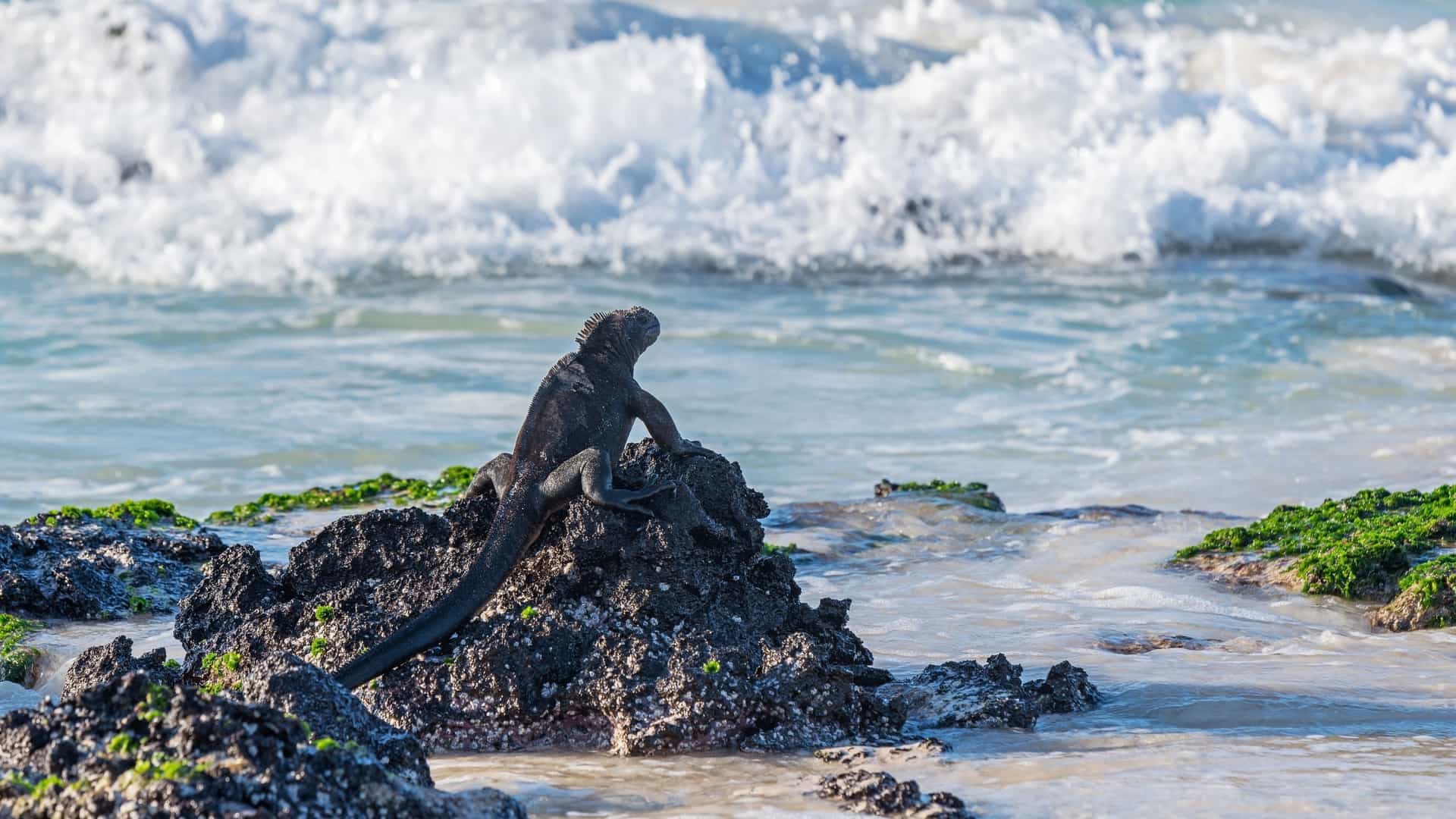 A large marine iguana sunbathing on a black volcanic rock at Cerro Brujo beach, with a powerful wave crashing in the turquoise waters of the Galapagos Islands.
