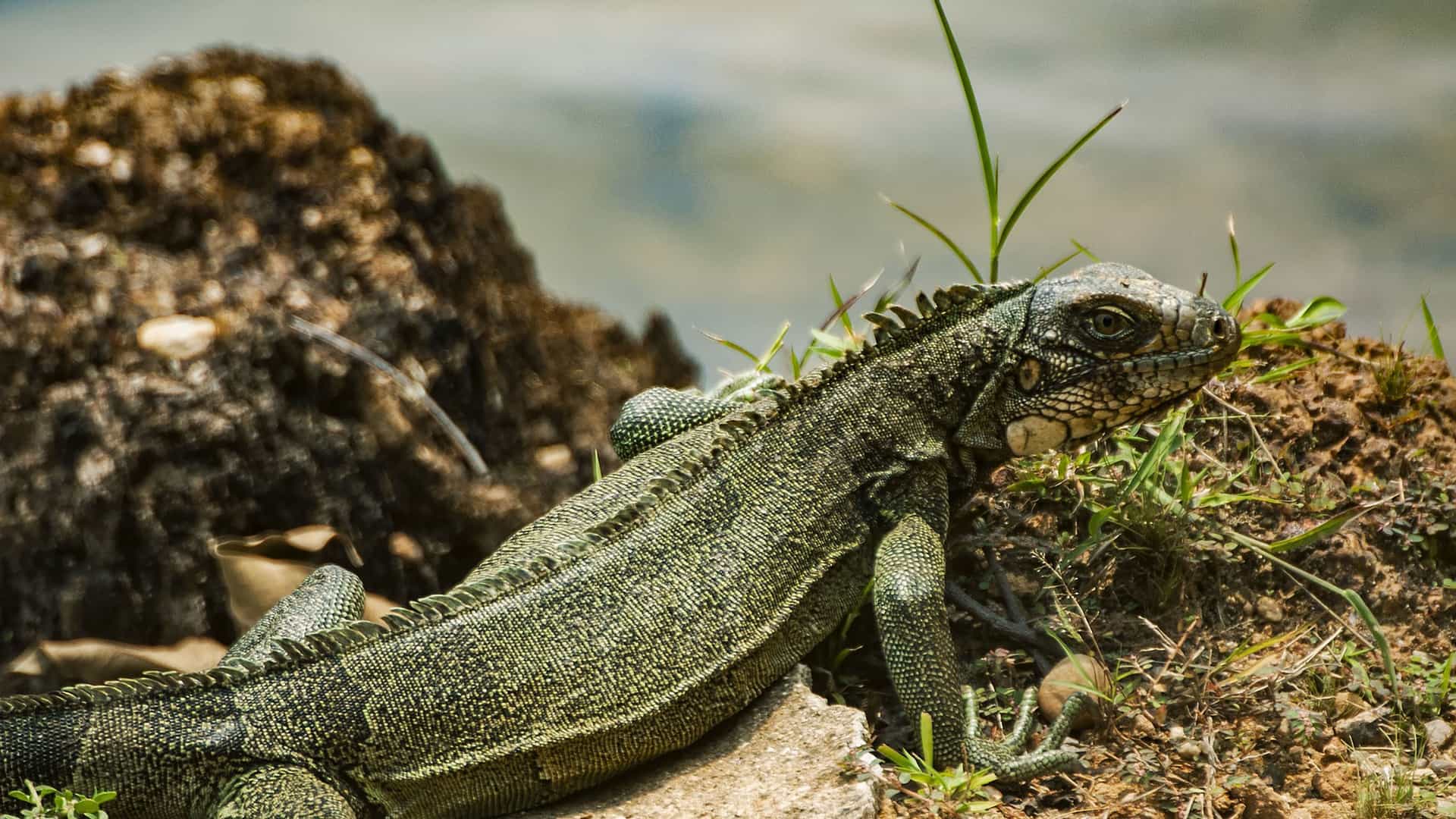 A close-up shot of a magnificent land iguana, native to the Galapagos Islands, resting on a rocky shore with its spiky crest and scaly skin visible.
