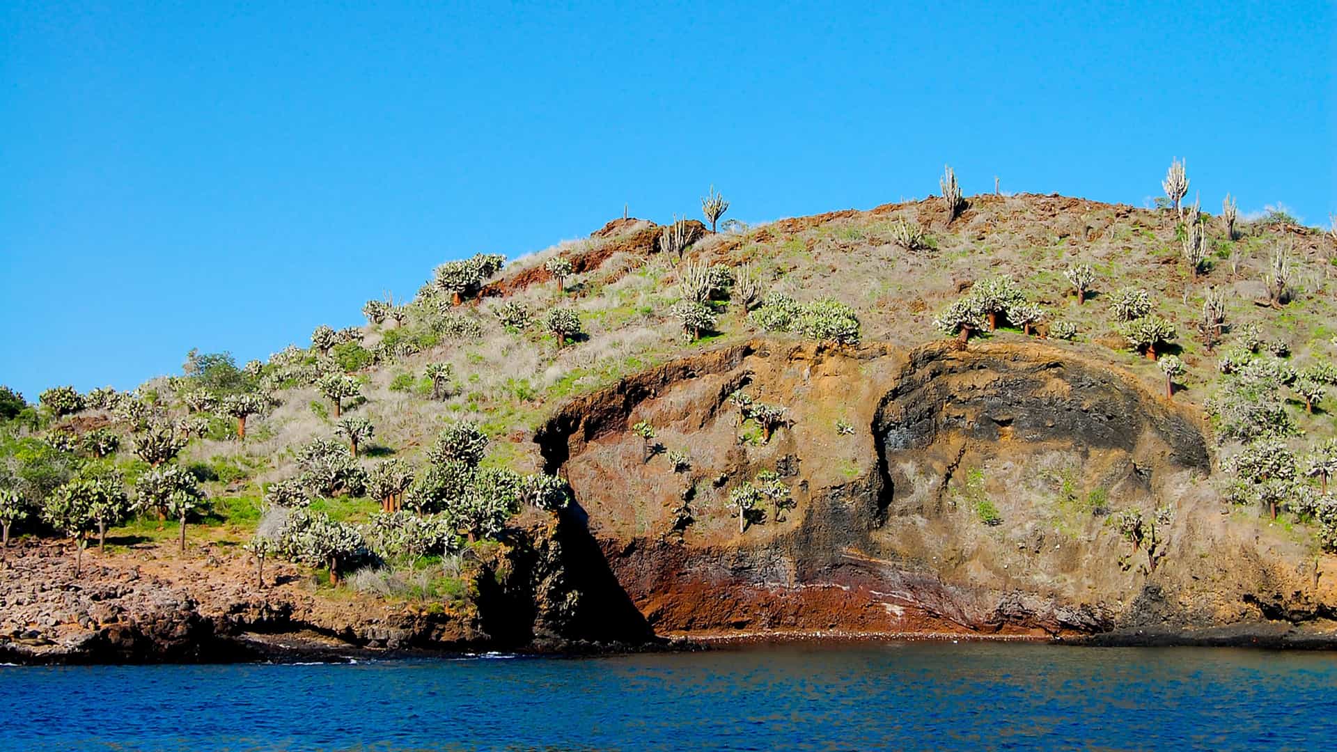 A coastal view of Champion Island, Galapagos, with a rocky cliff face, lush green and reddish-brown vegetation, and various cacti growing on the hill.