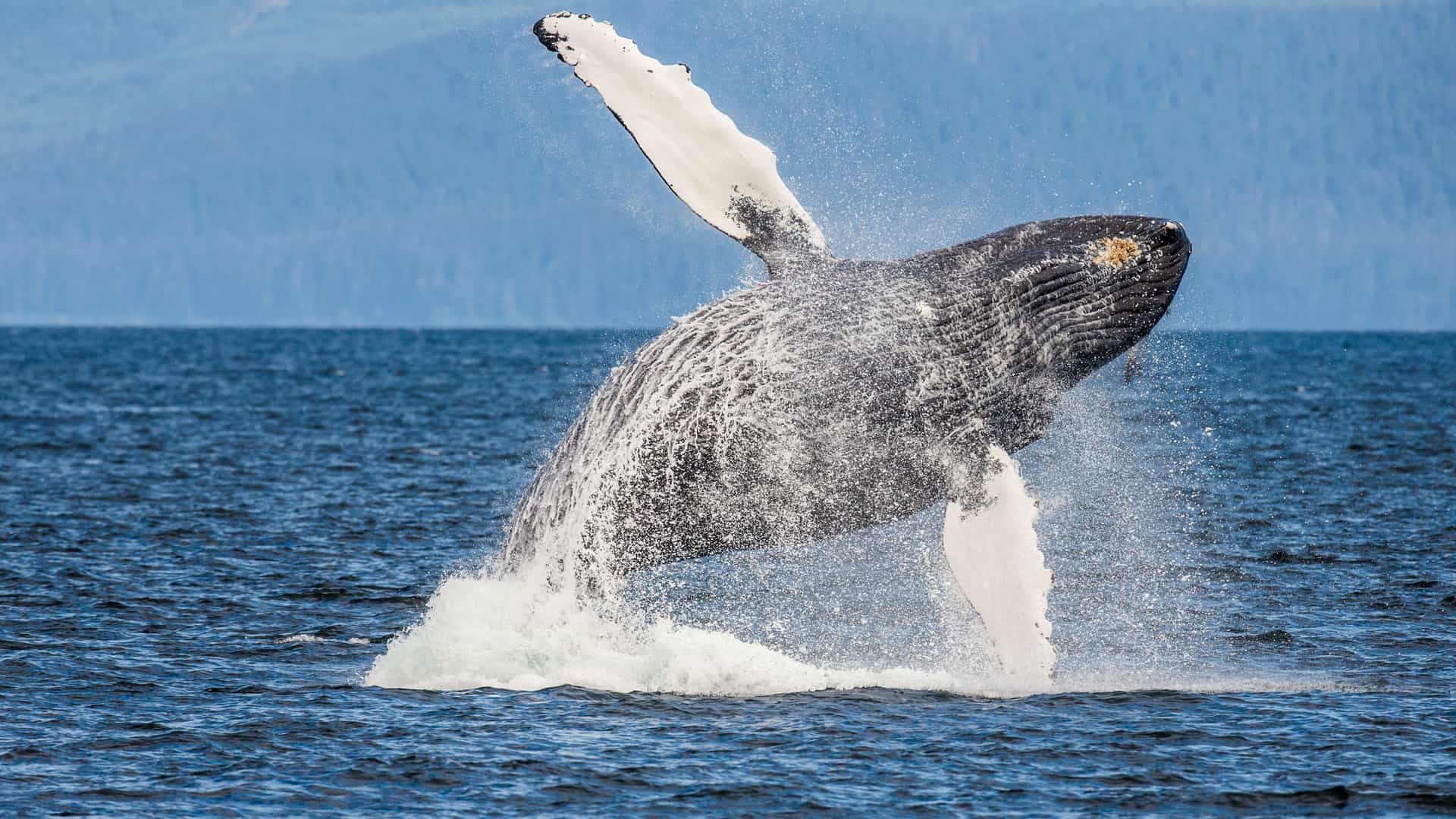 A humpback whale is breaching high out of the water in Chatham Strait, Alaska, with a background of calm blue water and distant forested mountains.