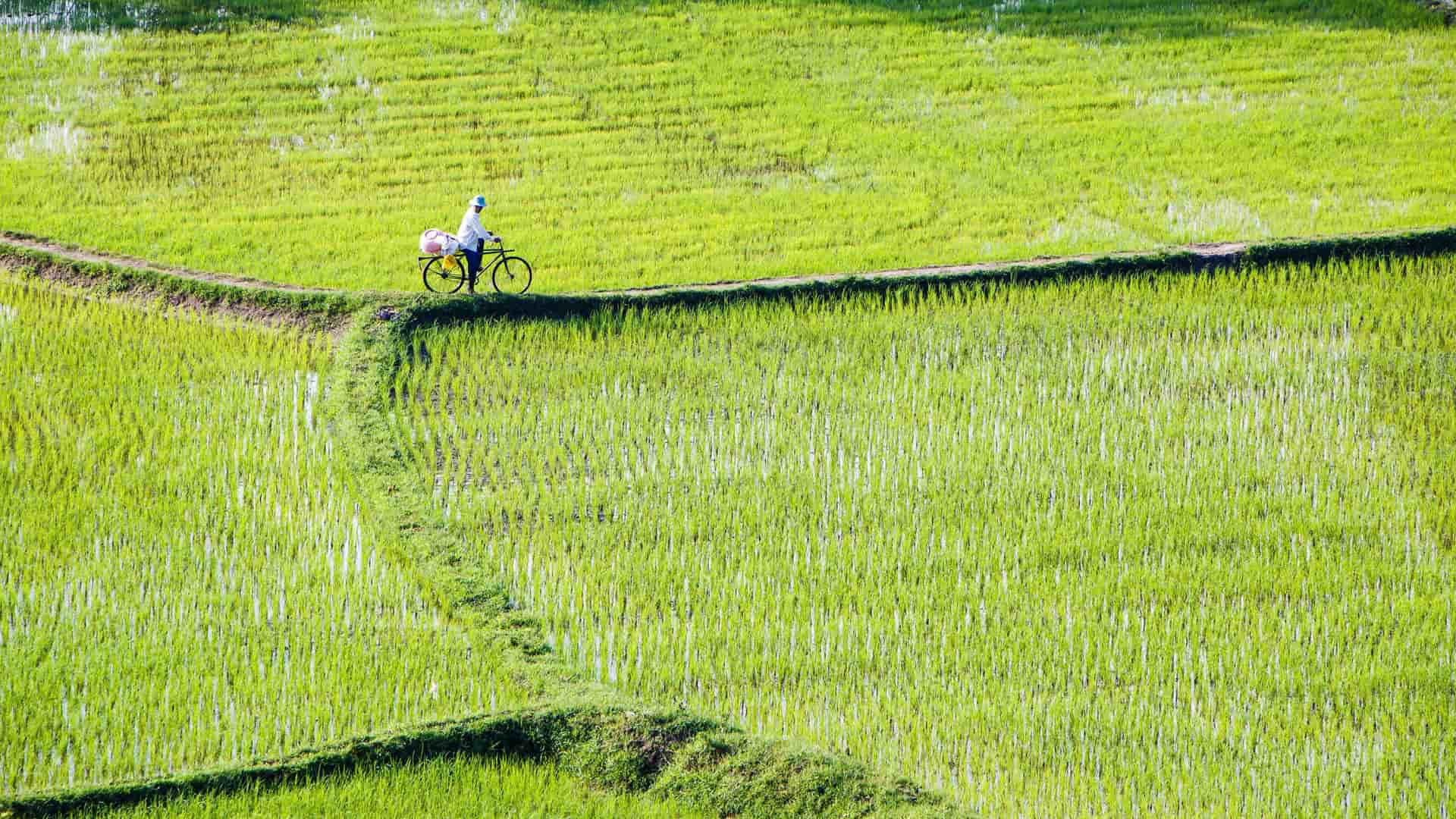 A wide shot of a person on a bicycle on a narrow dirt path, riding through vibrant green rice paddies in Chau Doc, Vietnam.