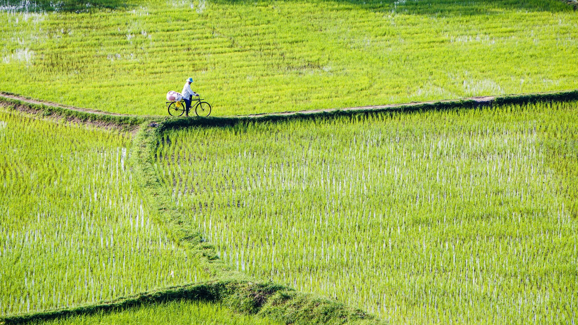 A wide shot of a person on a bicycle on a narrow dirt path, riding through vibrant green rice paddies in Chau Doc, Vietnam.